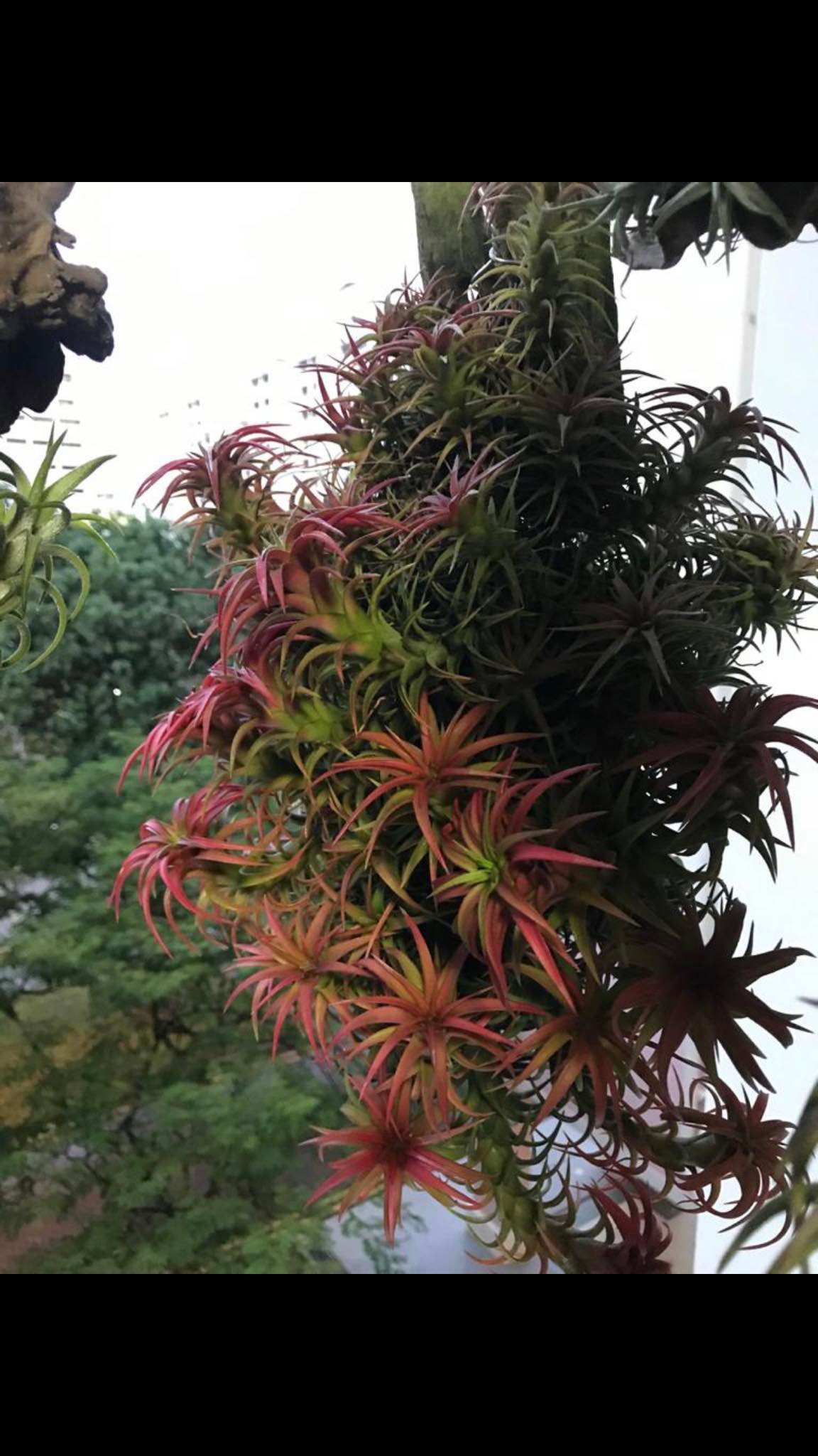 Tillandsia Domingo's Funckiana. One of my favorites.