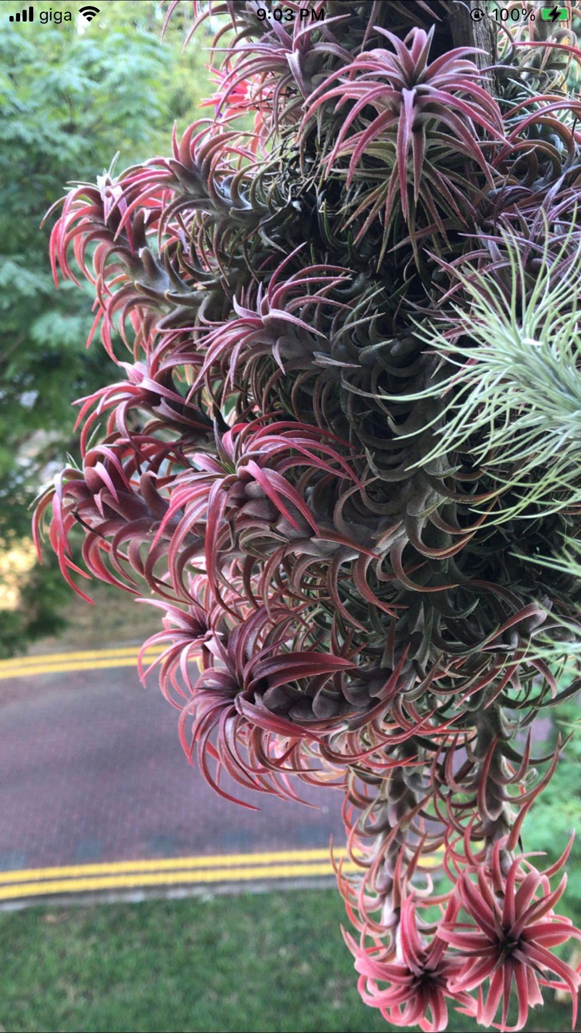 T.'Domingo’s Funckiana' ex.Jerry Domingo Tillandsia Domingo's Funckiana. One of my favorites.