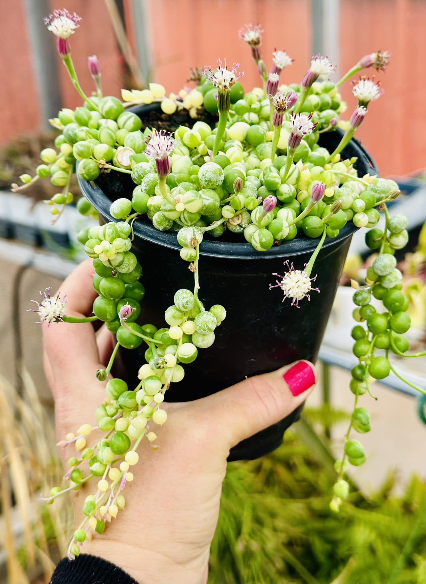 Variegated string of pearls in bloom ❤️???
