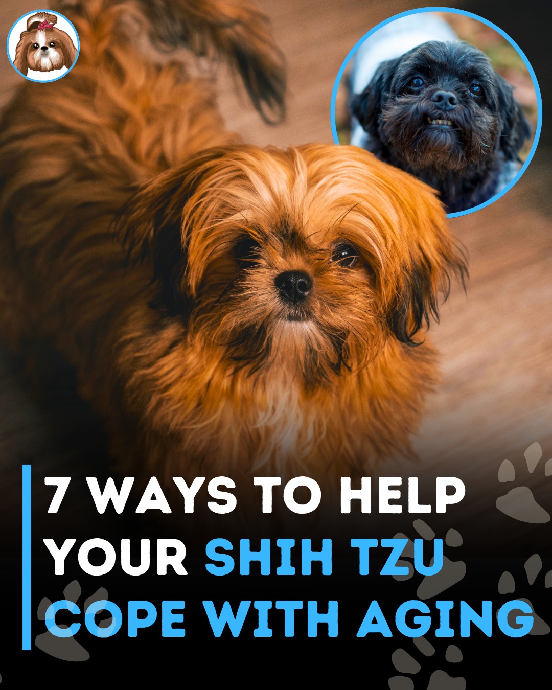 Shihtzuadvice.com - As your Shih Tzu ages, it’s important to adjust ...