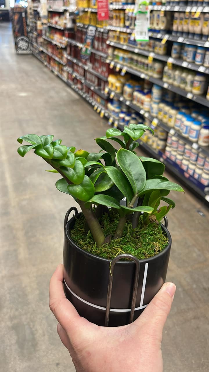 What is this house plant?