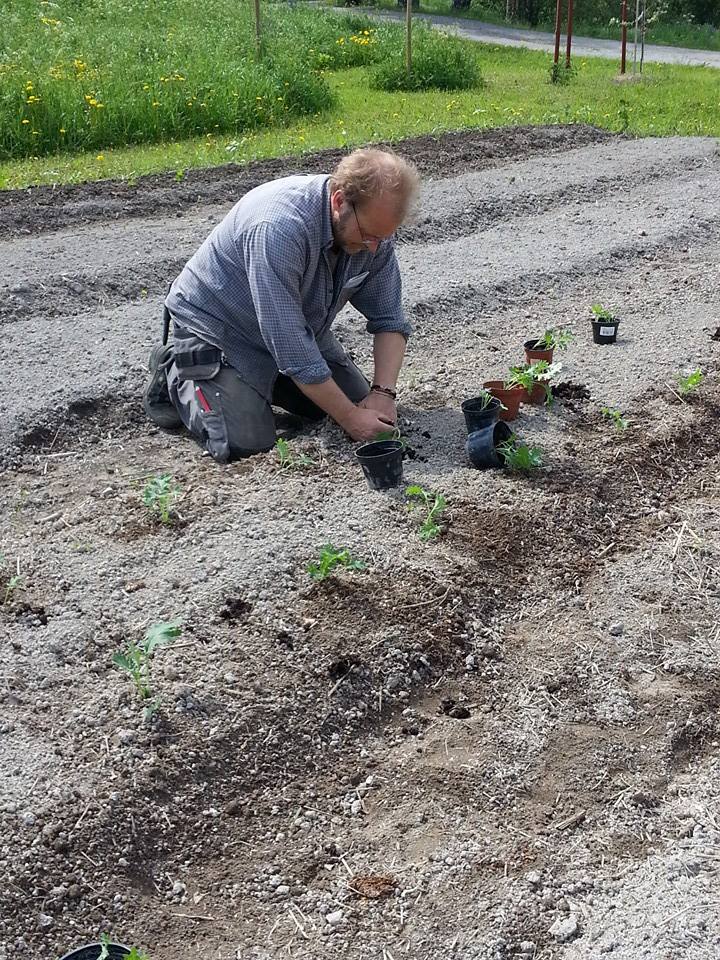 Samodlarna Söderhamn - Dagens skörd: broccoli, dill, squash, gigantiskt ...
