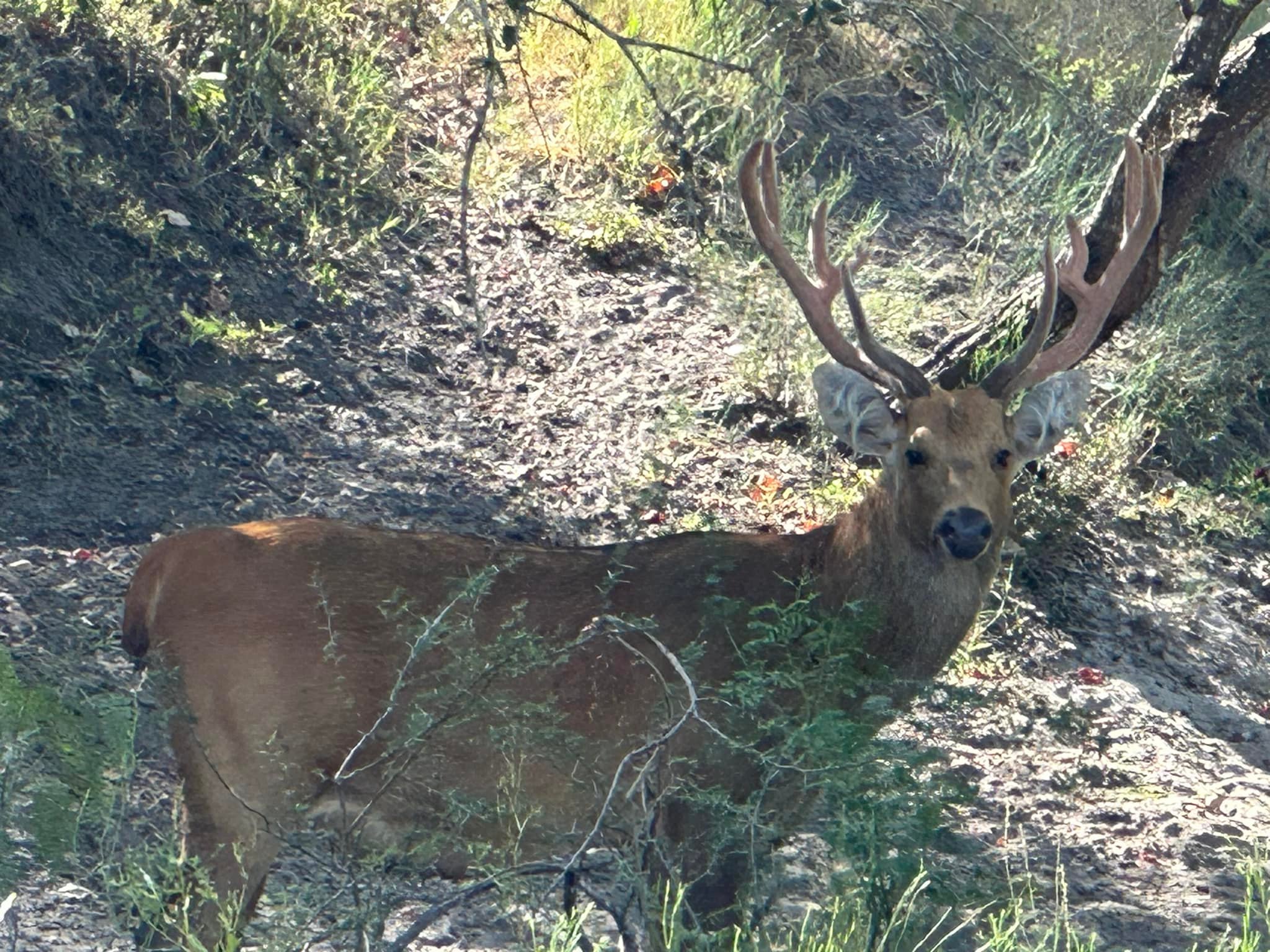Cross T Ranch TX