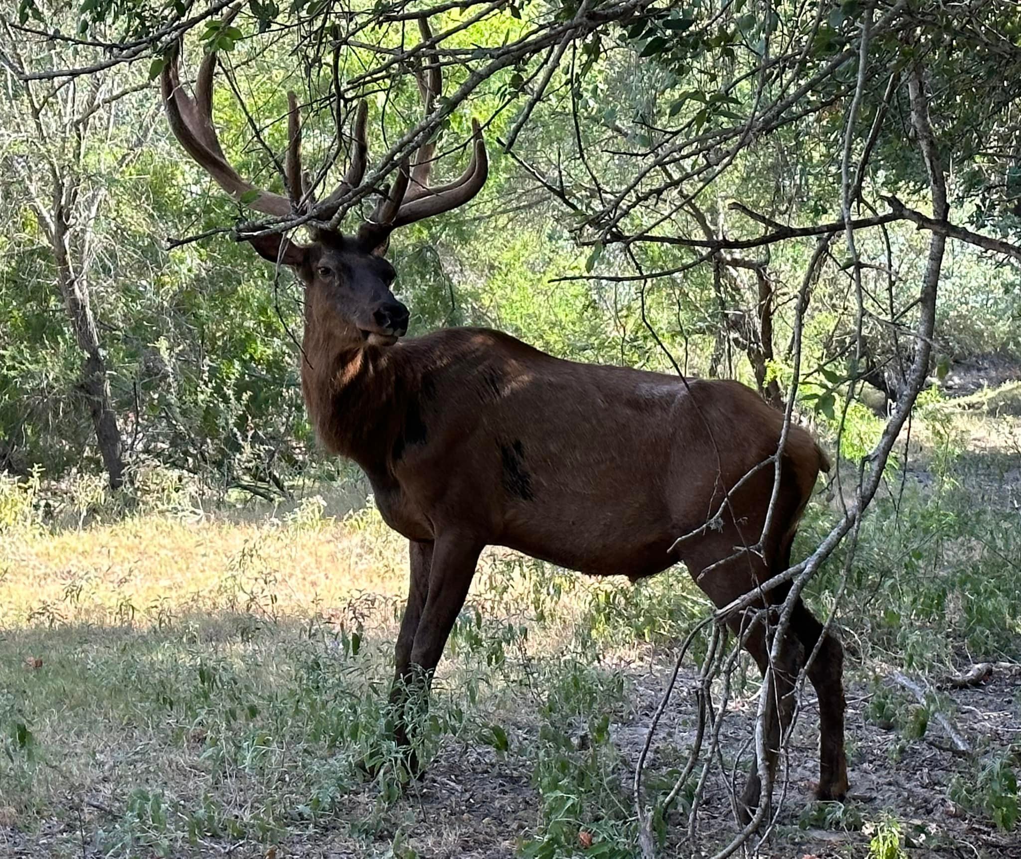 Cross T Ranch TX