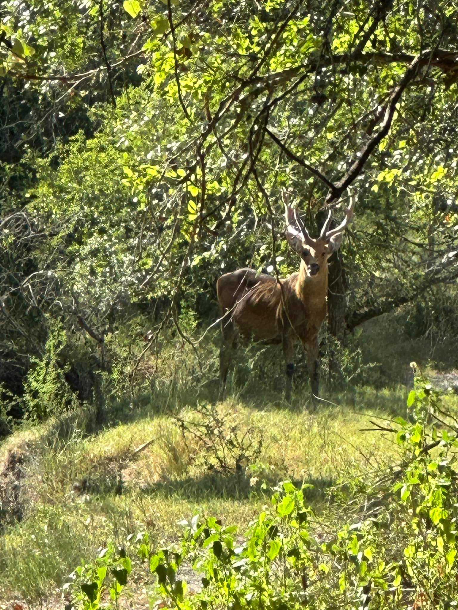 Cross T Ranch TX