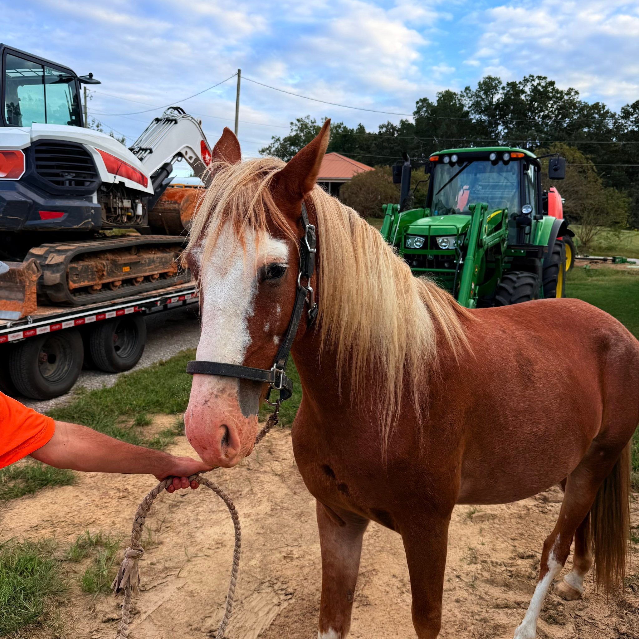 Norton Farms Racking Horses | Phil Campbell AL
