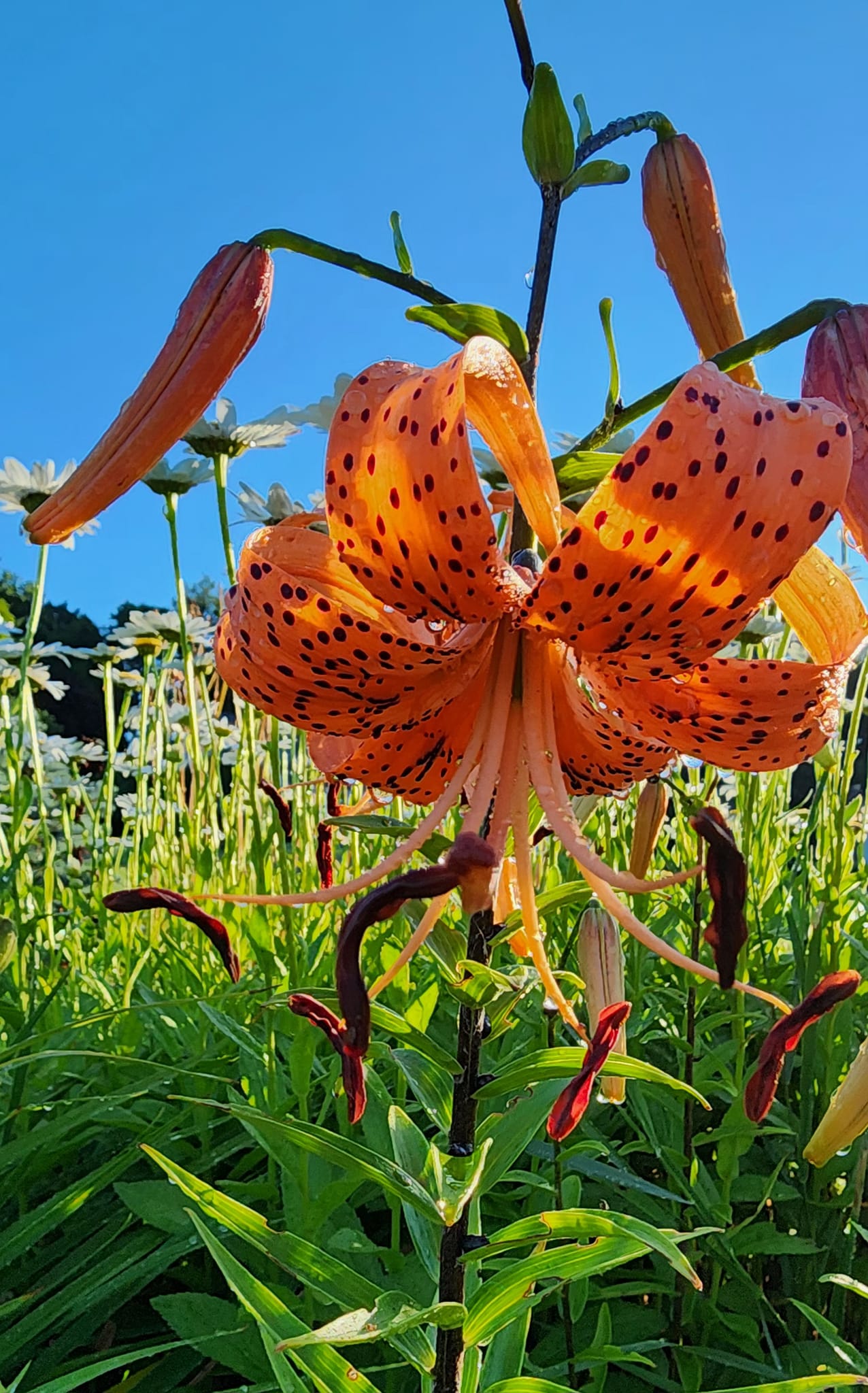 Lilium lancifolium Lilium lancifolium (syn. L. tigrinum) is an