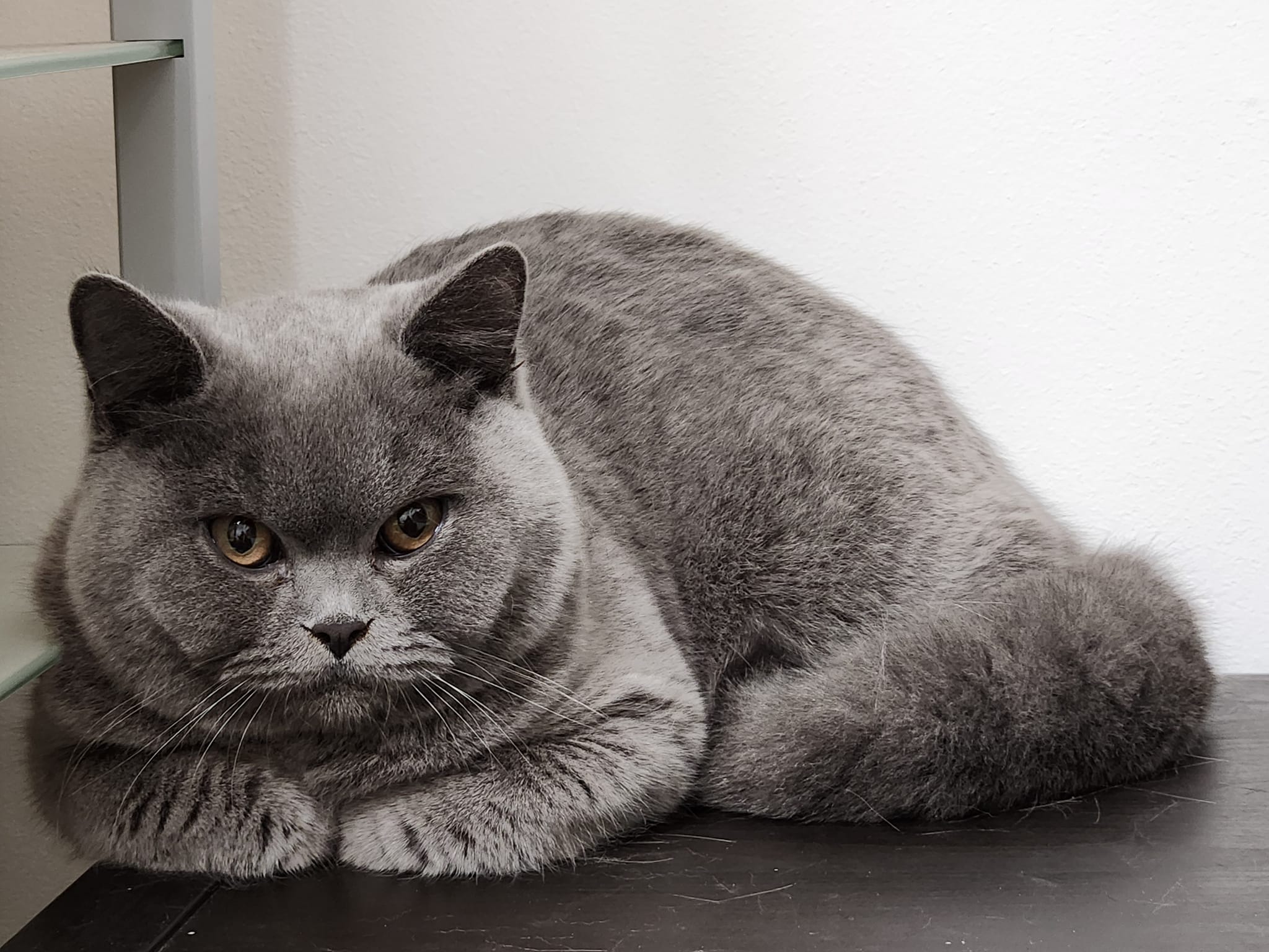 Cattery von Candybear | Taufkirchen (Vils)