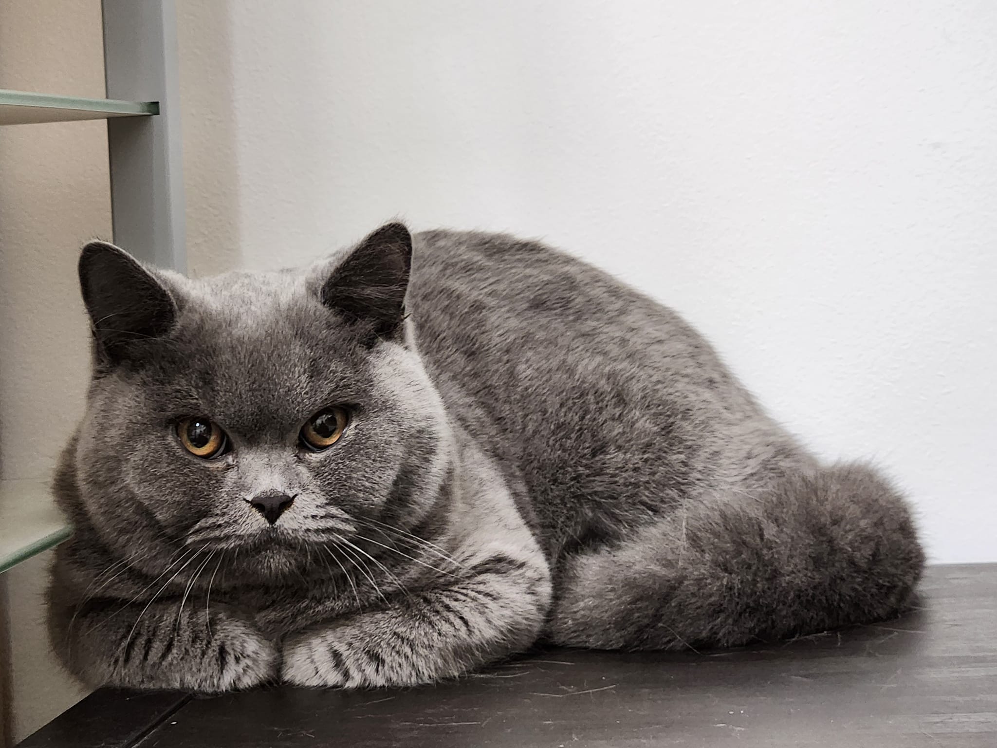 Cattery von Candybear | Taufkirchen (Vils)