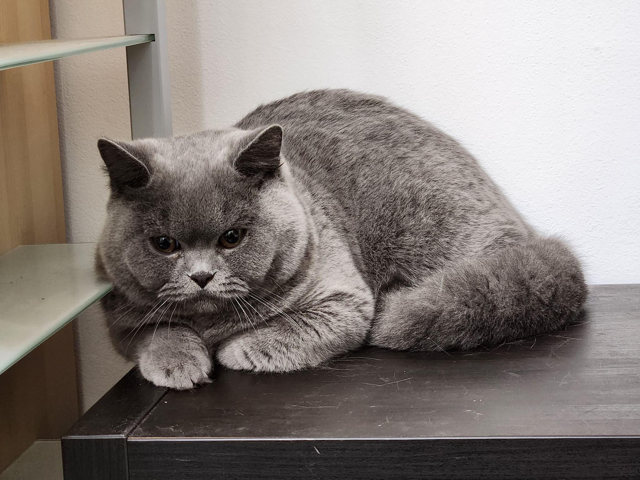 Cattery von Candybear | Taufkirchen (Vils)