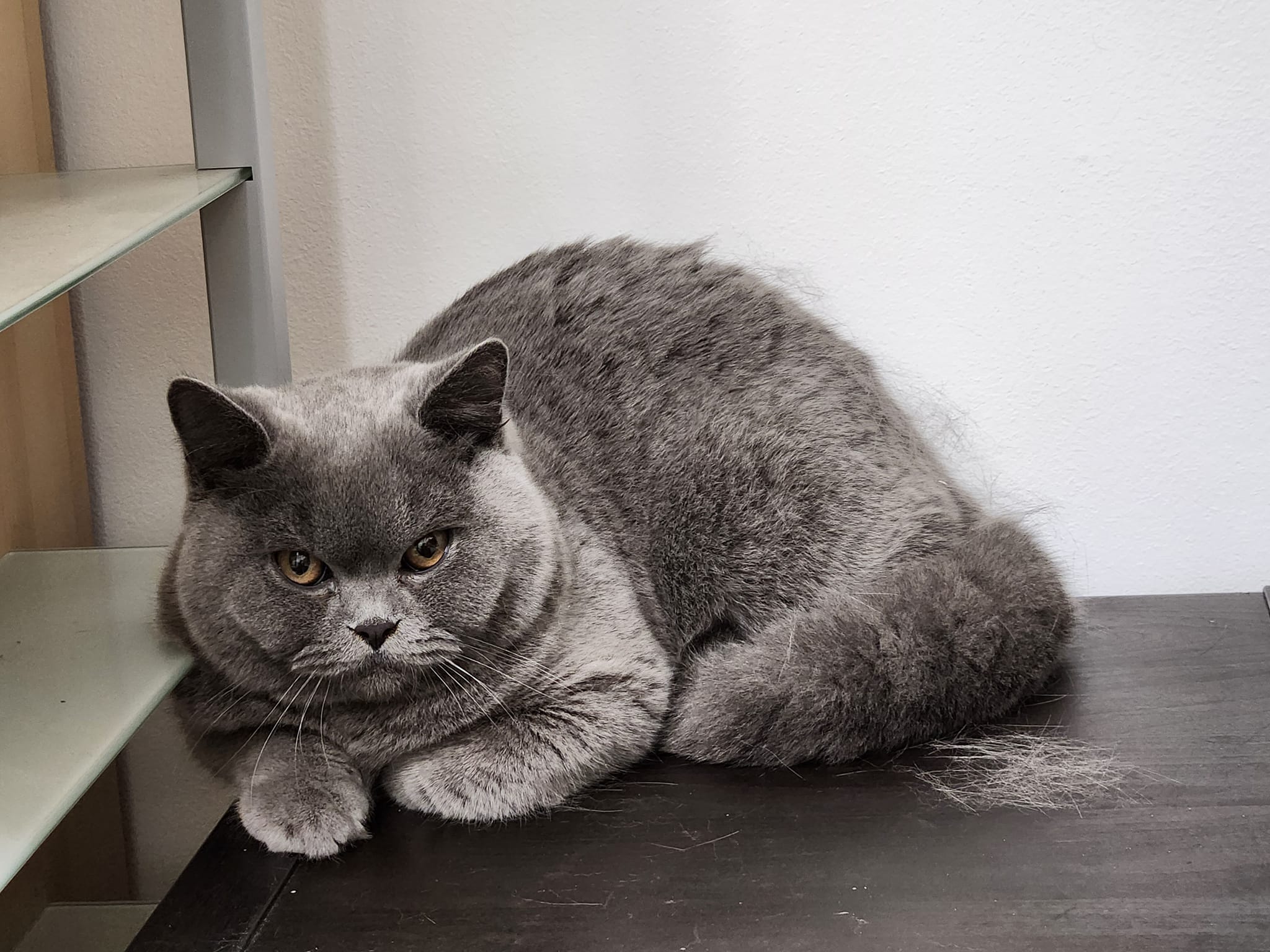 Cattery von Candybear | Taufkirchen (Vils)