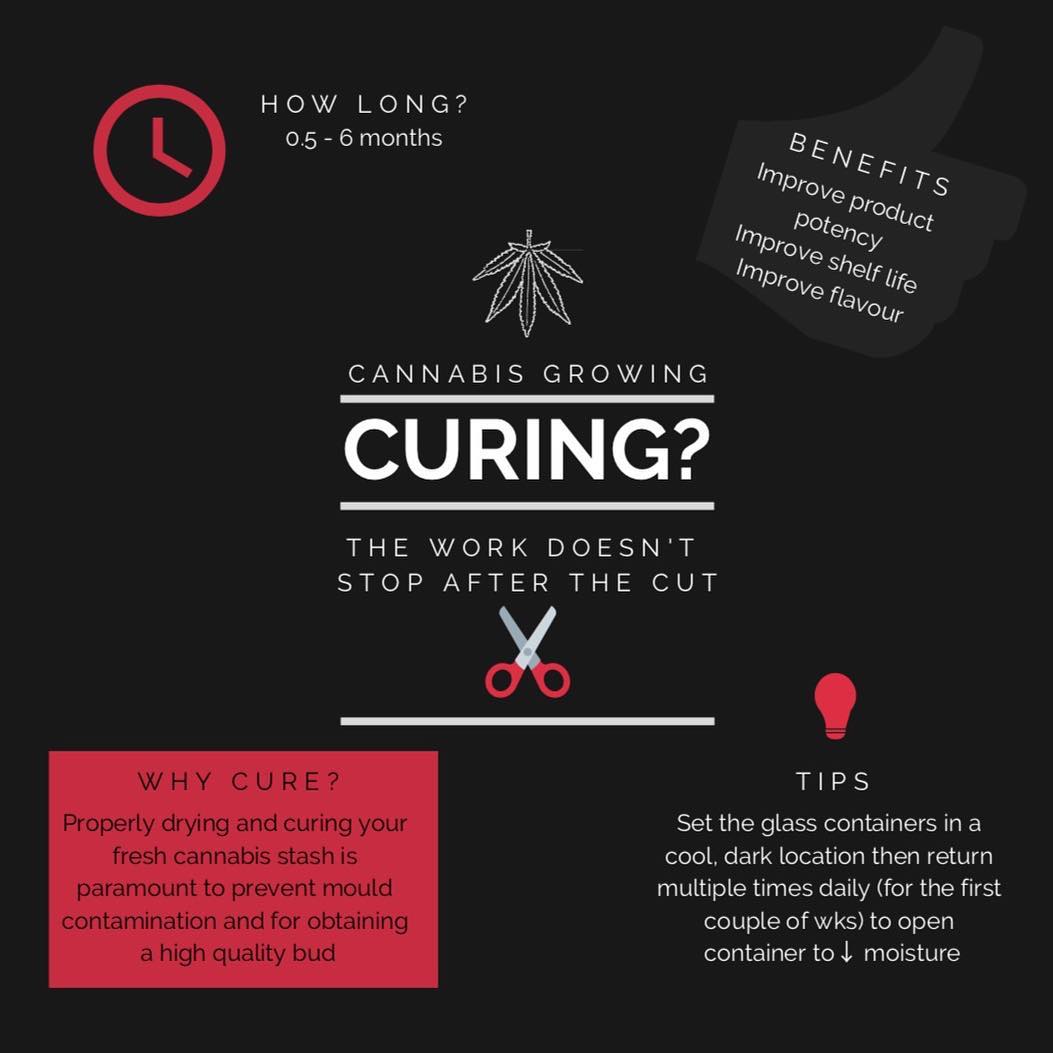 Guelph Cannabis Club - Seeing as tonight’s meeting was about curing, it ...