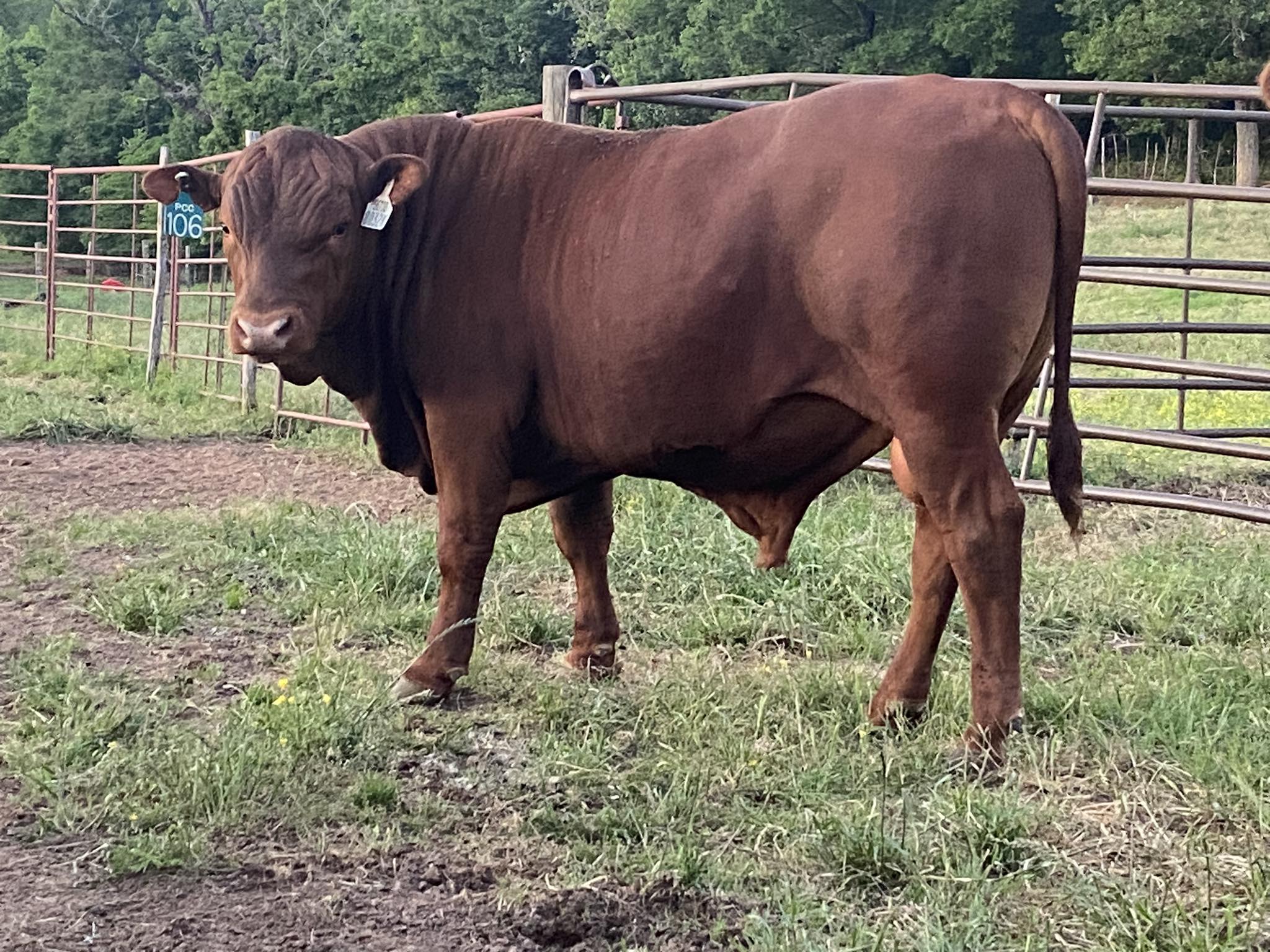 3S Cattle Co./Coon Creek Ranch