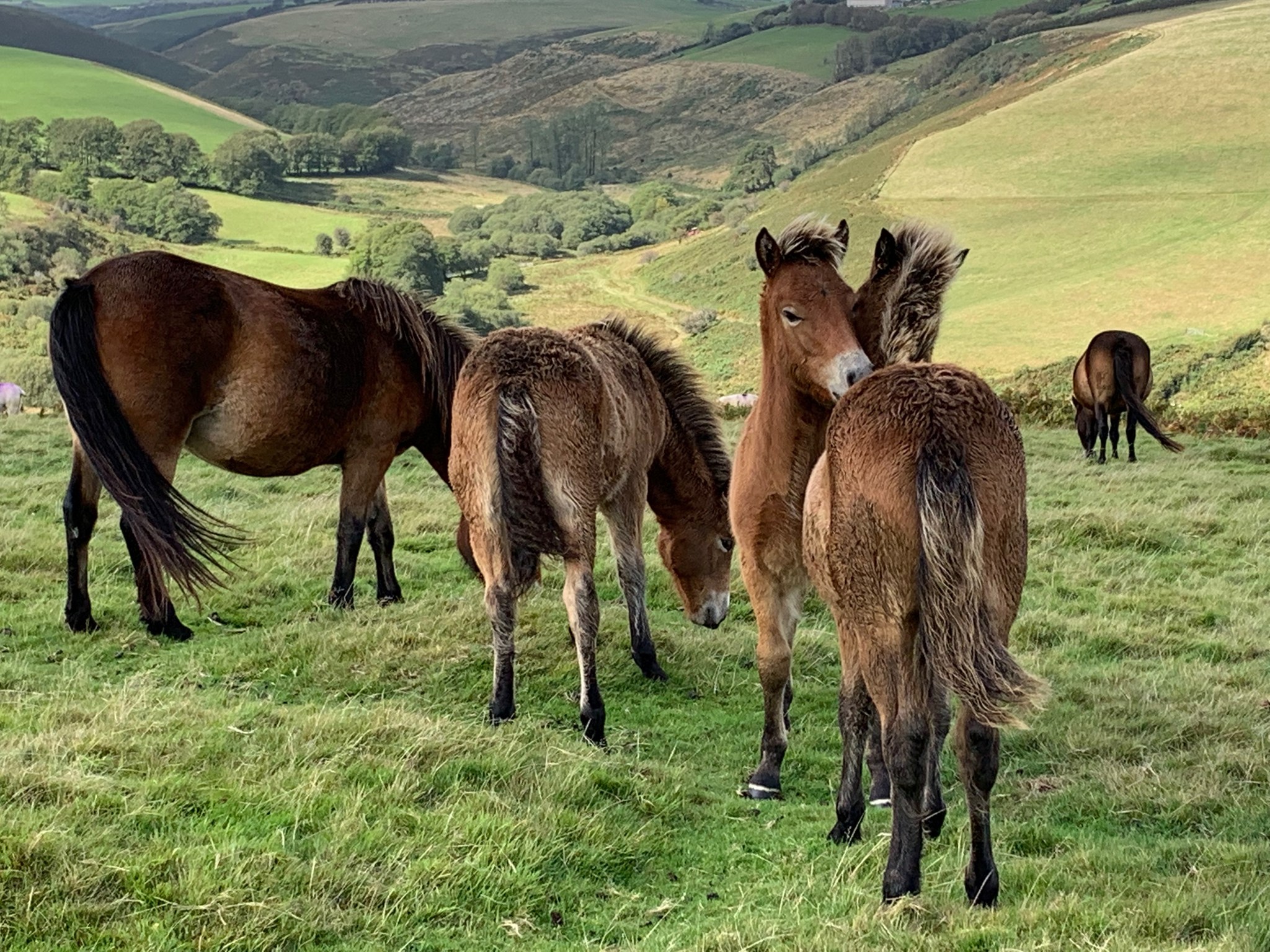 Withypoole Herd 23 Exmoor ponies | South Molton