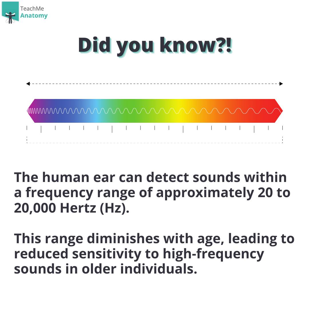 Teachmeanatomy - 🧠 Did you know: The human ear can detect... | Facebook