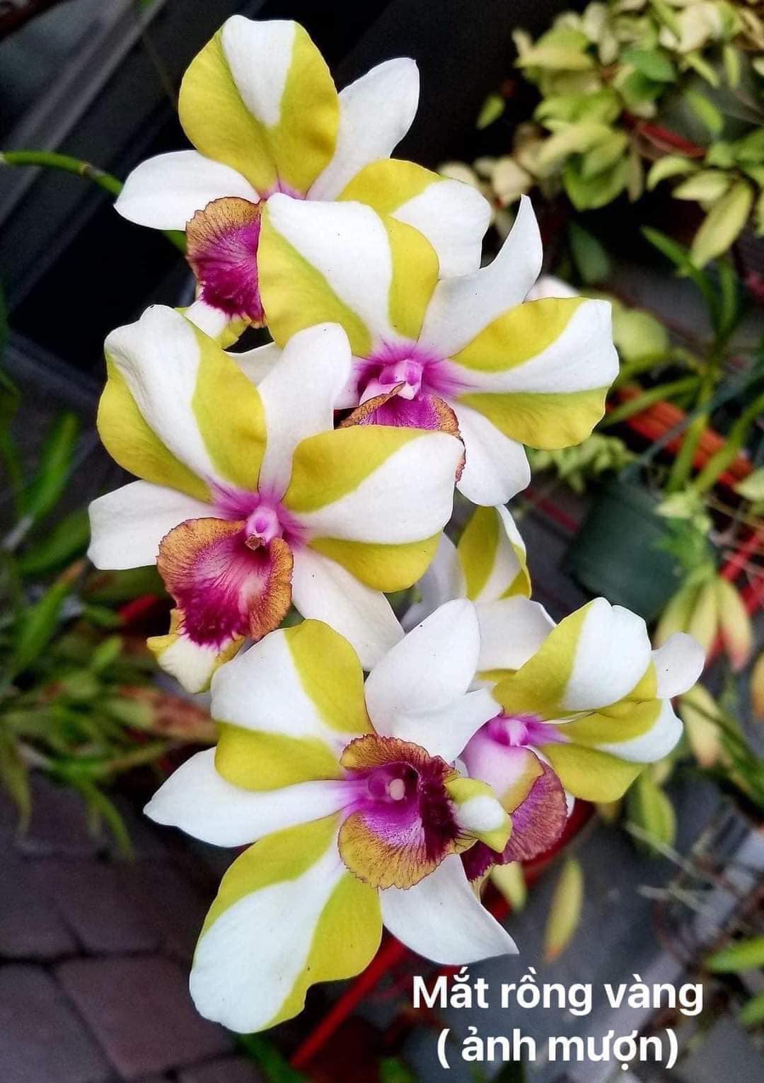 Hội yêu lan Dendro | Den lai Catt Mắt rồng hoa to màu siêu cưng