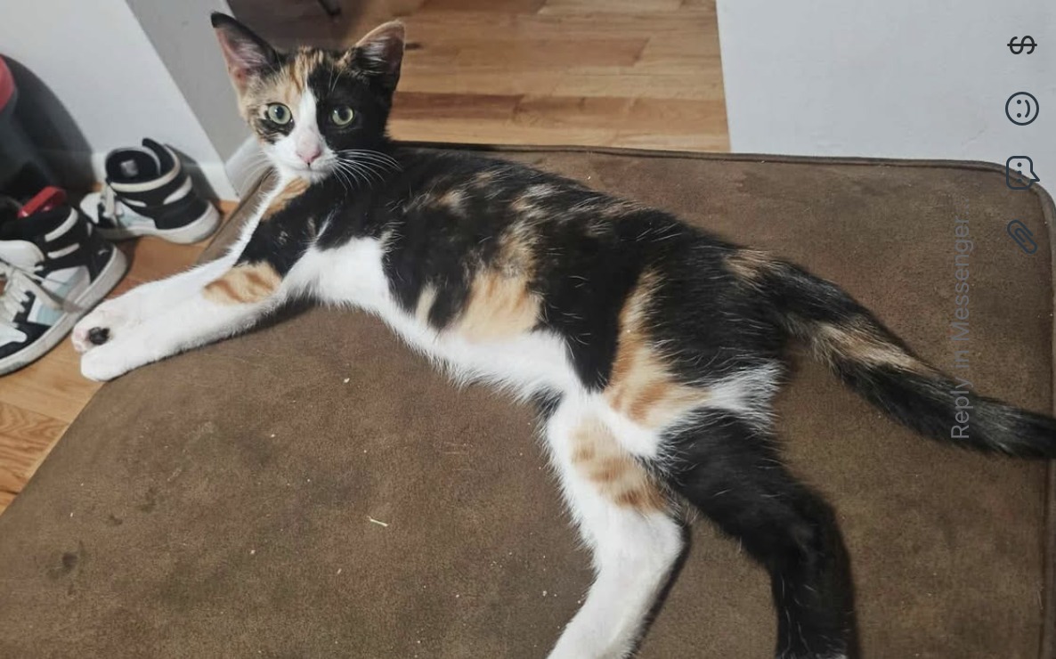 FIND TOBY in PA - ******* REUNITED - 10/29/2025 ********* | Facebook