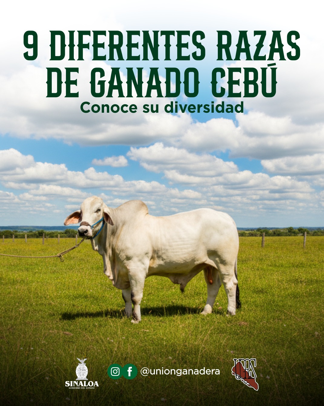 Unión - 🐂🌍 En la Unión Ganadera Regional de Sinaloa reconocemos la gran ...