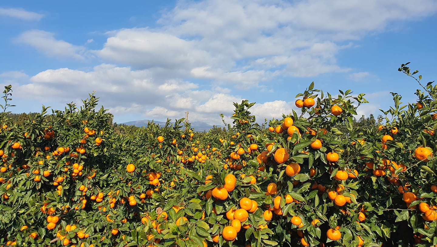 bigja01085198879 - 빌레왓 노지조생온주 #빌레왓감귤농장🤗 #노지조생온주🤩도 #찬란한황금빛으로 #깊은맛이 들도록 ...