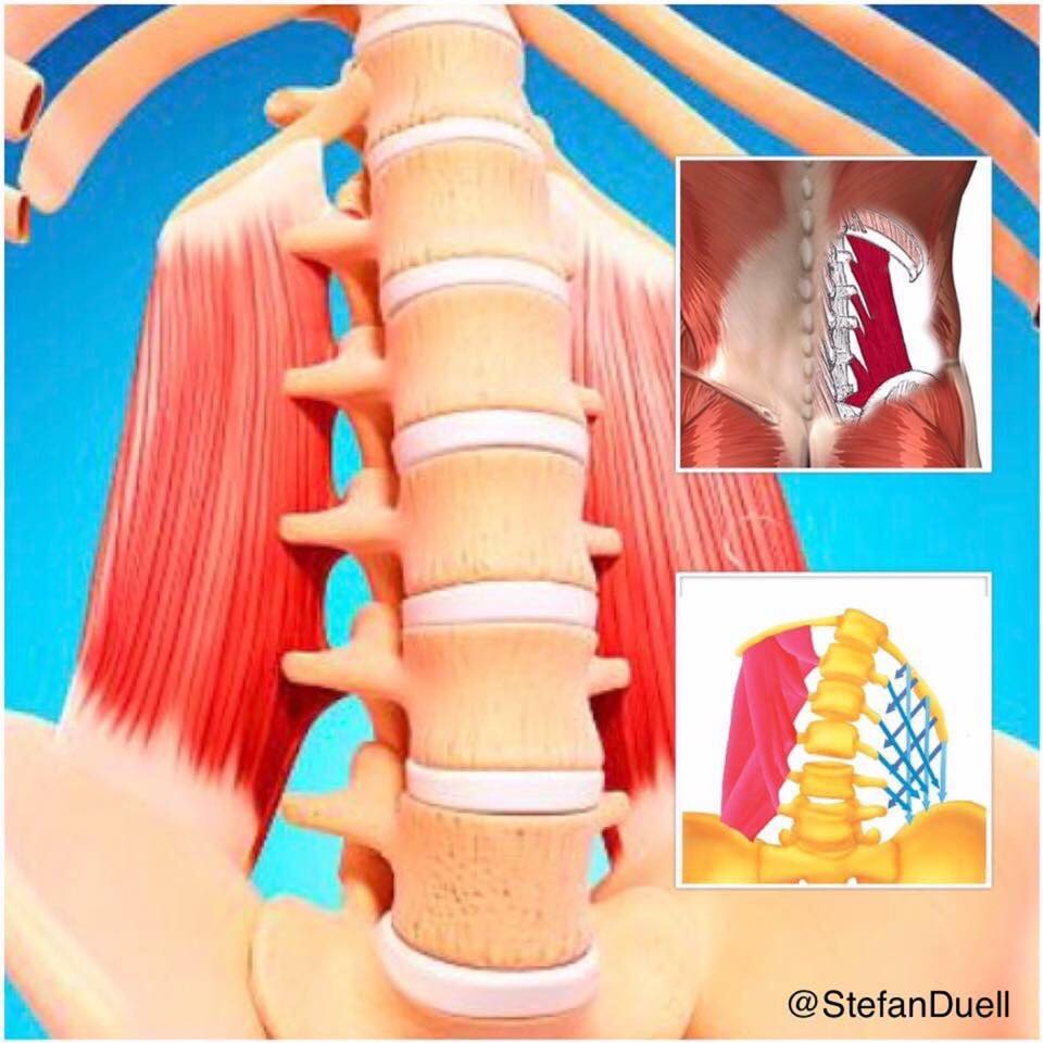 PhysioOsteoBook - Repost Sports-Physiotherapy Stefan Duell QUADRATUS ...