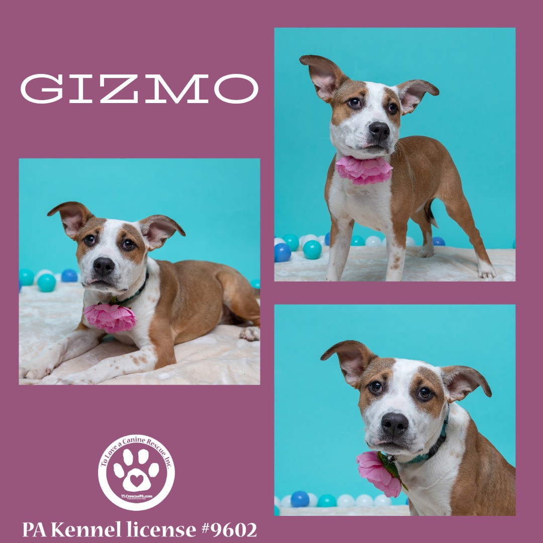 🐾 Introducing Gizmo! 🐾... - To Love a Canine Rescue | Facebook