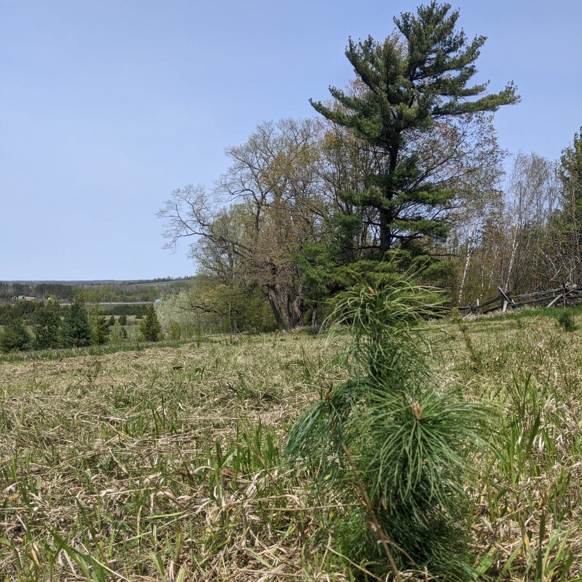 Outram Tree Solutions