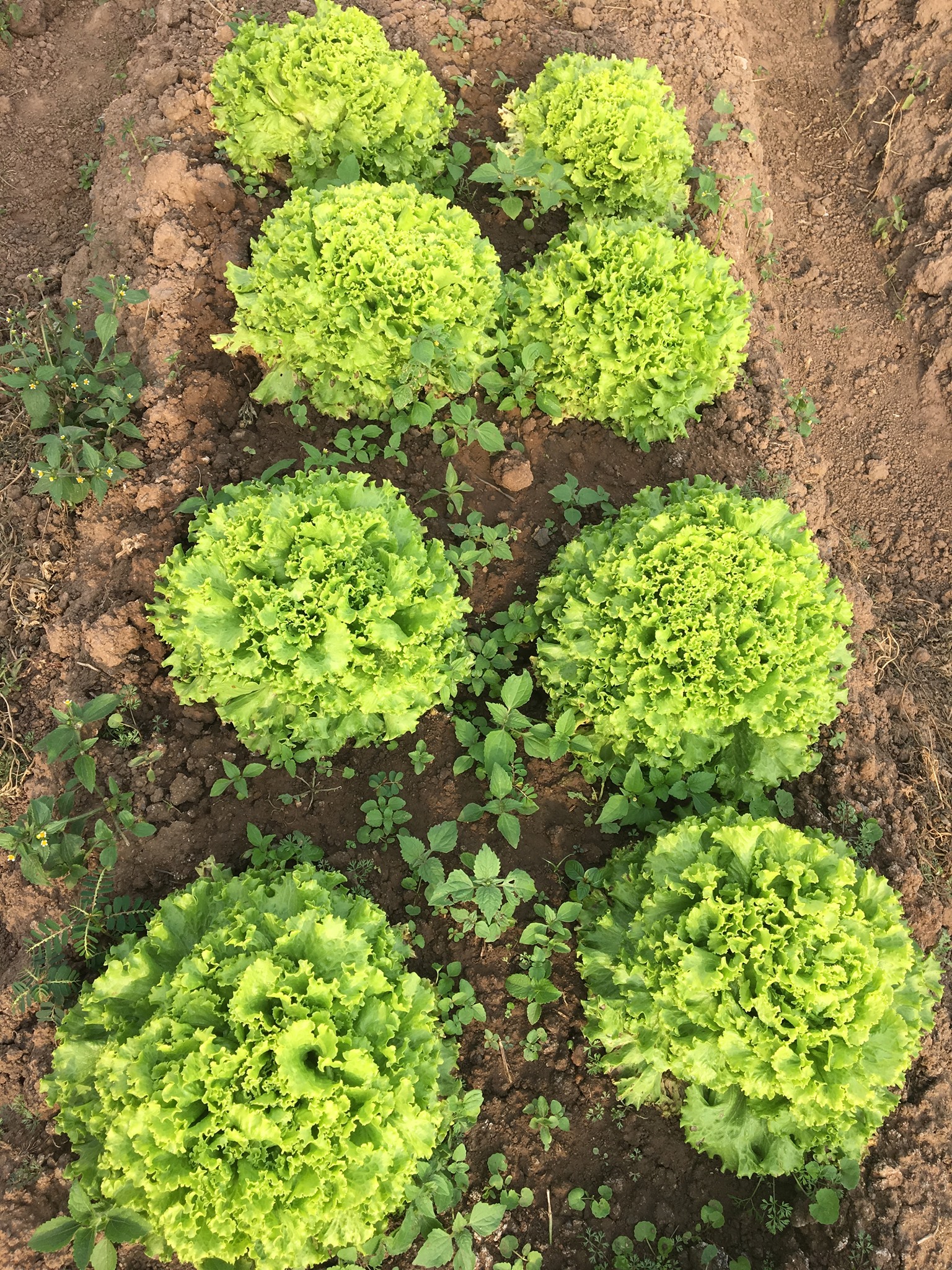 Go Green Rwanda Ltd | Kimihurura