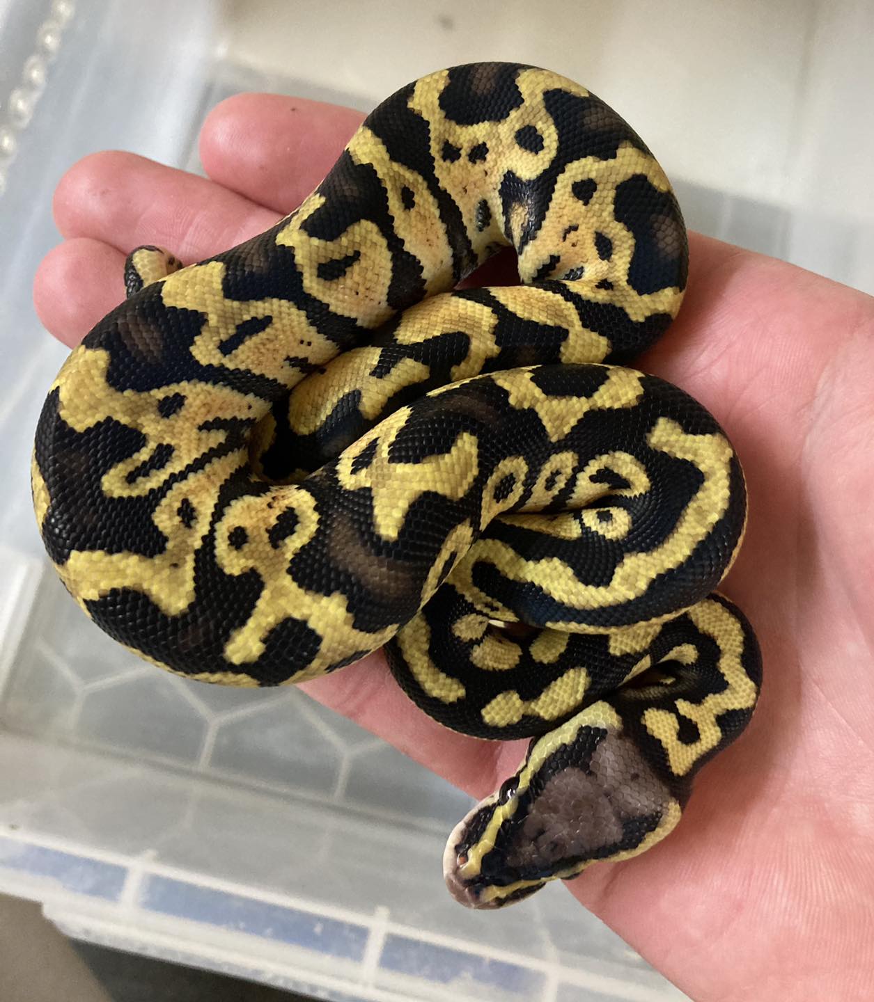 Busters Reptiles