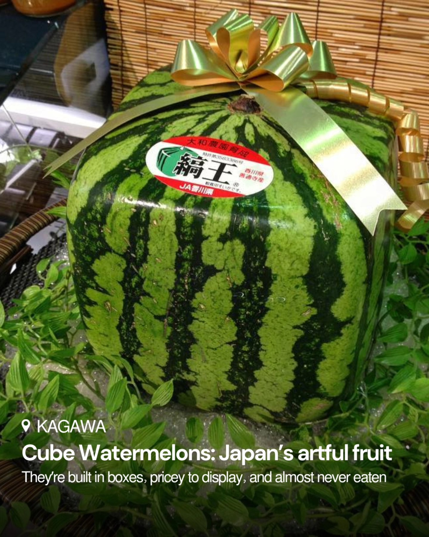 Japan - 🍉⬛ Square Watermelons: Japan’s Quirky Gift for Summer 🎁 Ever ...