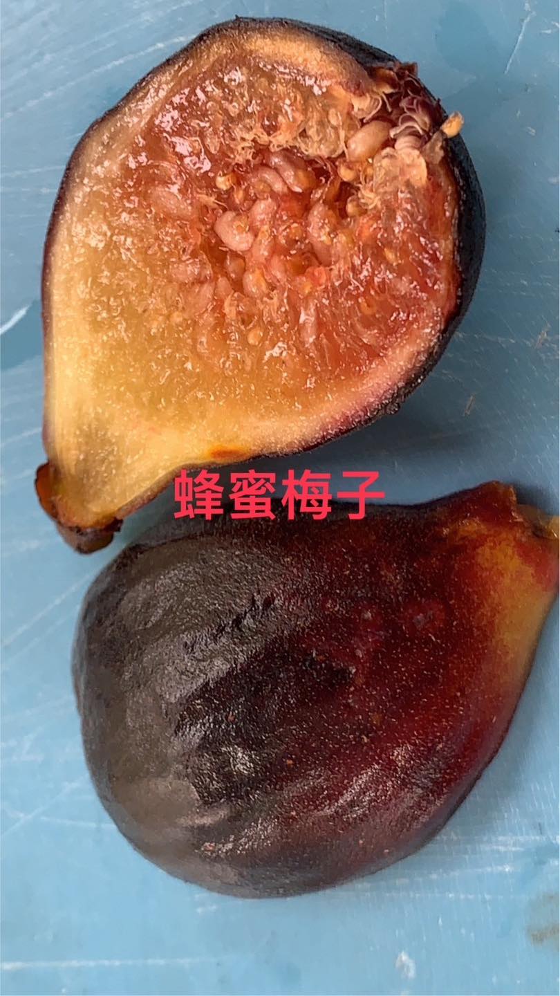 汪媽媽分享區 - Honey Plum蜂蜜梅子(李子)— 來源：北加州 甜度：25~30度 中大果 / 矮生豐產型...