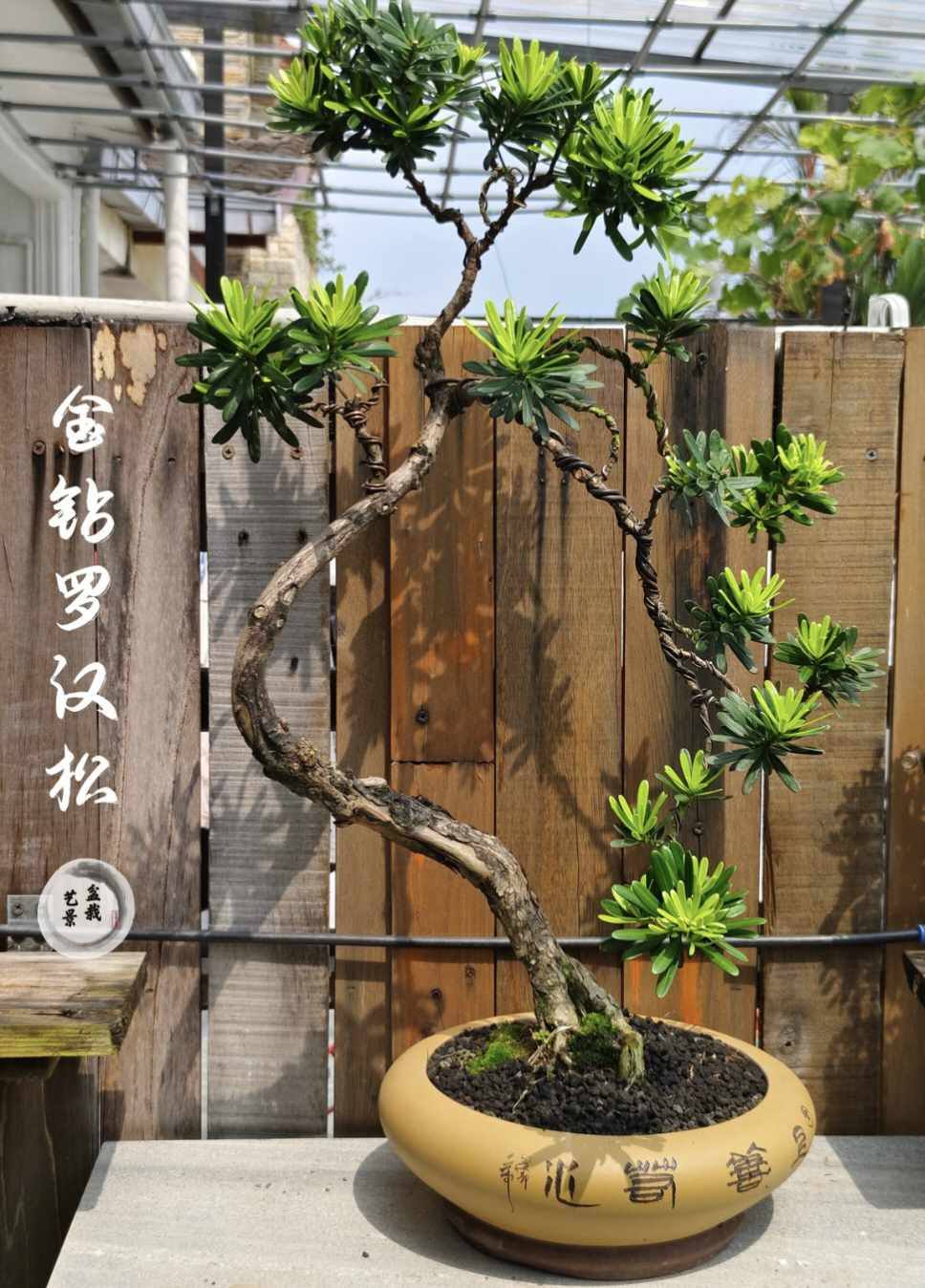 🌳 Bonsai Podocarpus Macrophyllus 罗汉松系列🌳 有兴趣的朋友欢迎拿