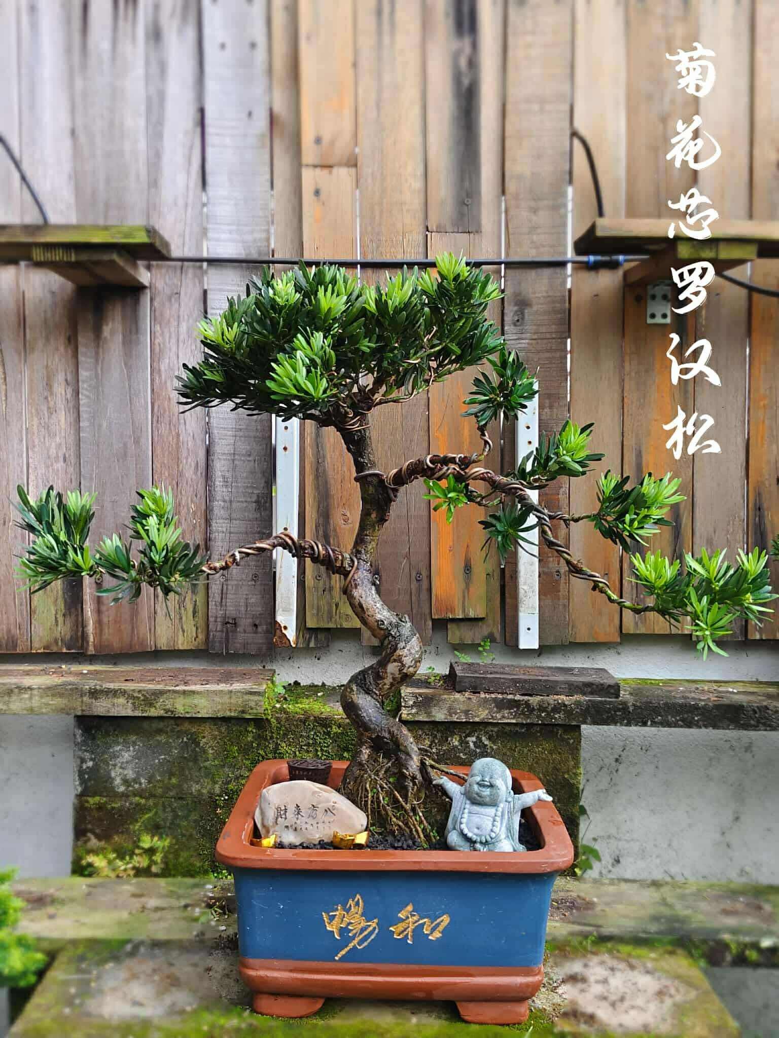 🌳 Bonsai Podocarpus Macrophyllus 罗汉松系列🌳 有兴趣的朋友欢迎拿