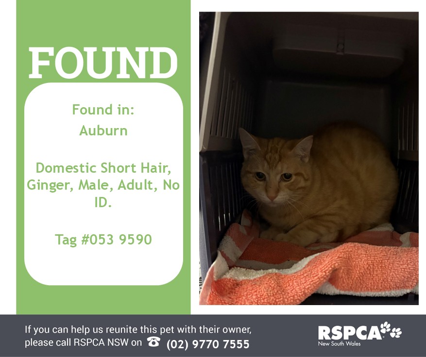 RSPCA NSW Pet Reunite - UPDATE: I HAVE BEEN REUNITED WITH MY FAMILY! :)