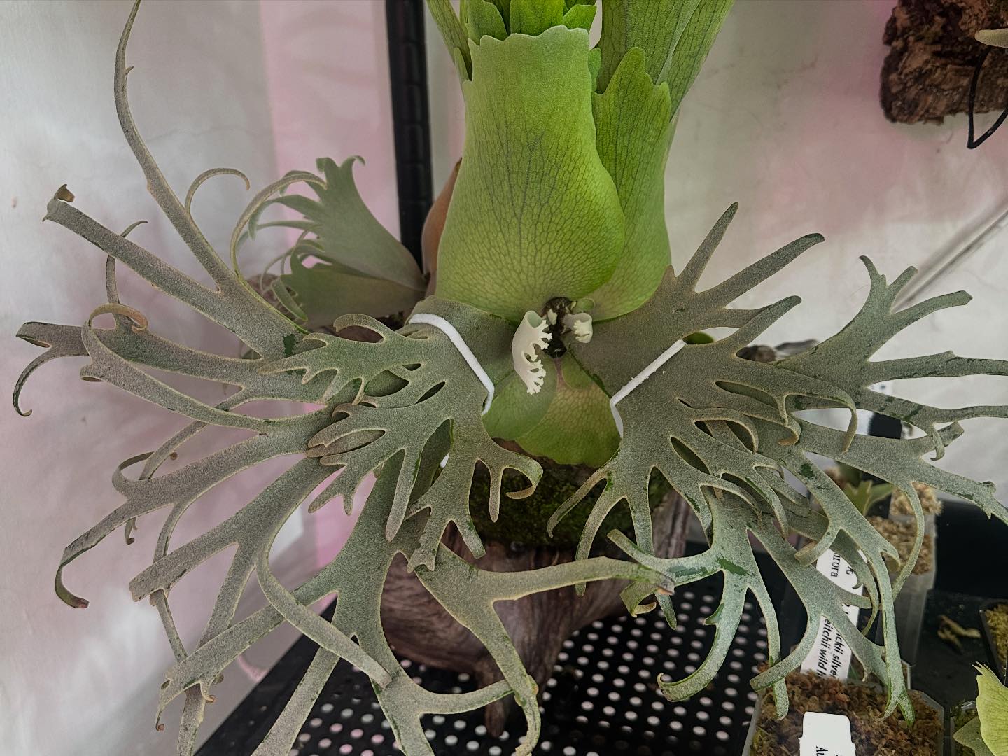 Aurora 極光P. Willinckii Silver Mutate, P. Veitchii High Shield. cv.