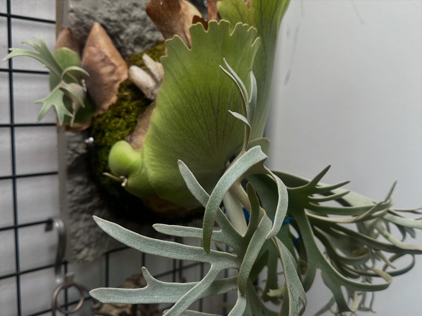 Aurora 極光P. Willinckii Silver Mutate, P. Veitchii High Shield. cv.