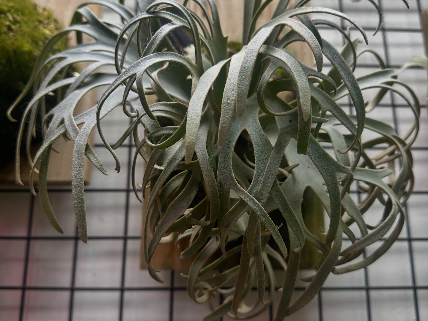 Aurora 極光P. Willinckii Silver Mutate, P. Veitchii High Shield. cv.