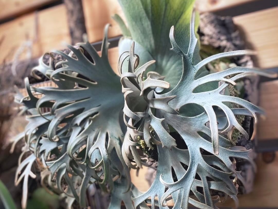 Aurora 極光P. Willinckii Silver Mutate, P. Veitchii High Shield. cv.