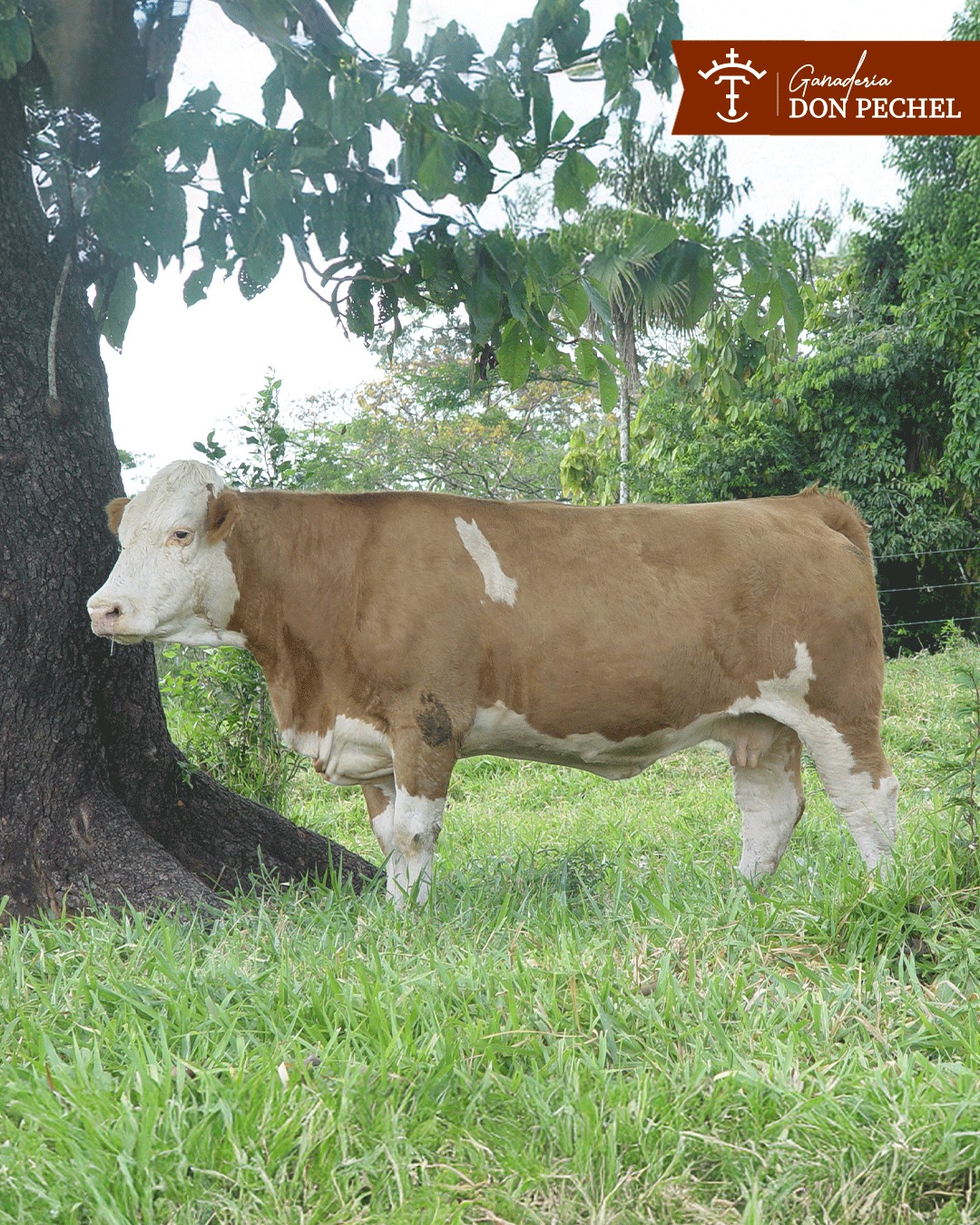 Ganadería - La esencia del Simmental en una sola hembra. Fuerte ...