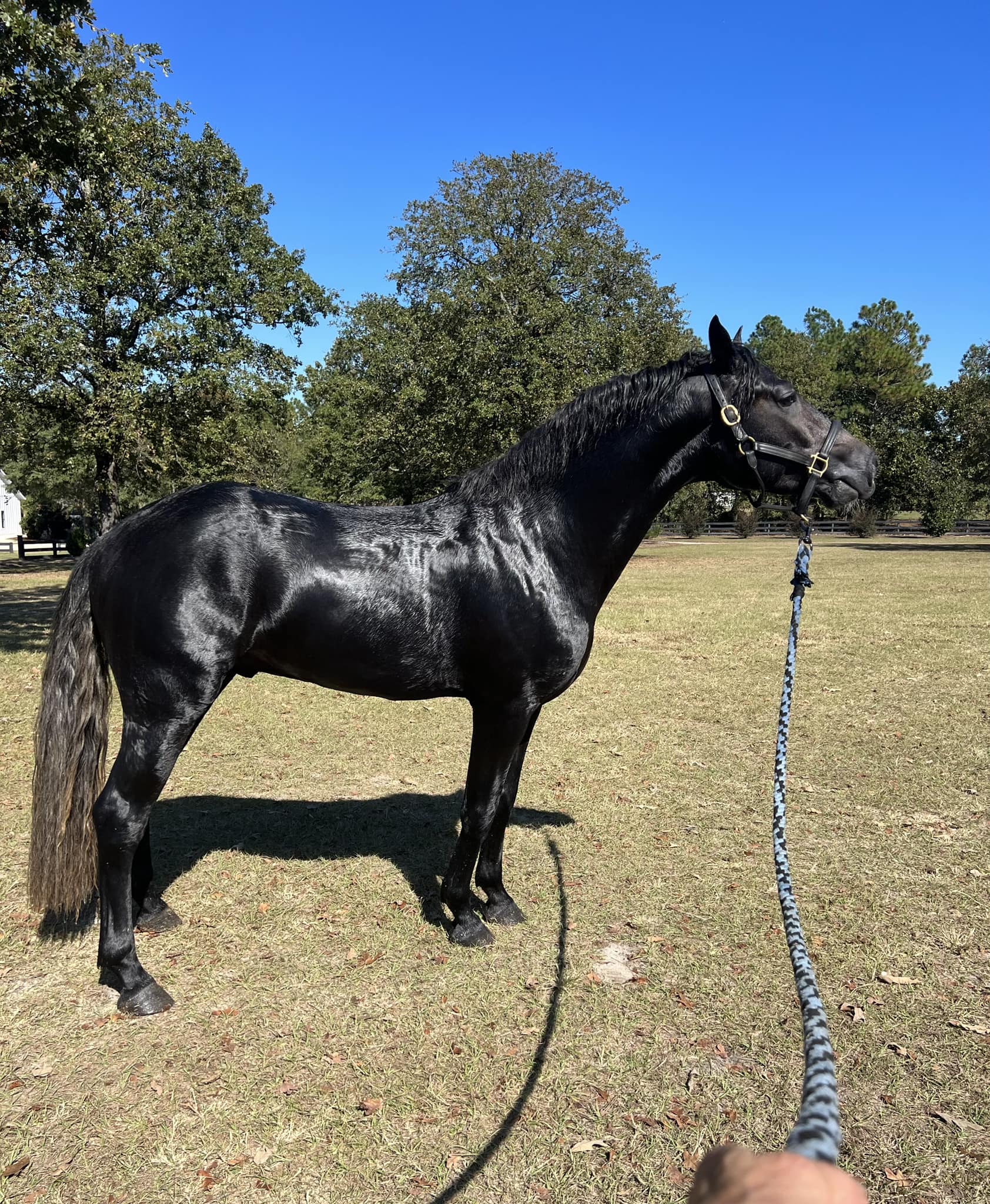 Devon Ridge Oliver Art by ArdCeltic... - Hidden Creek Horses