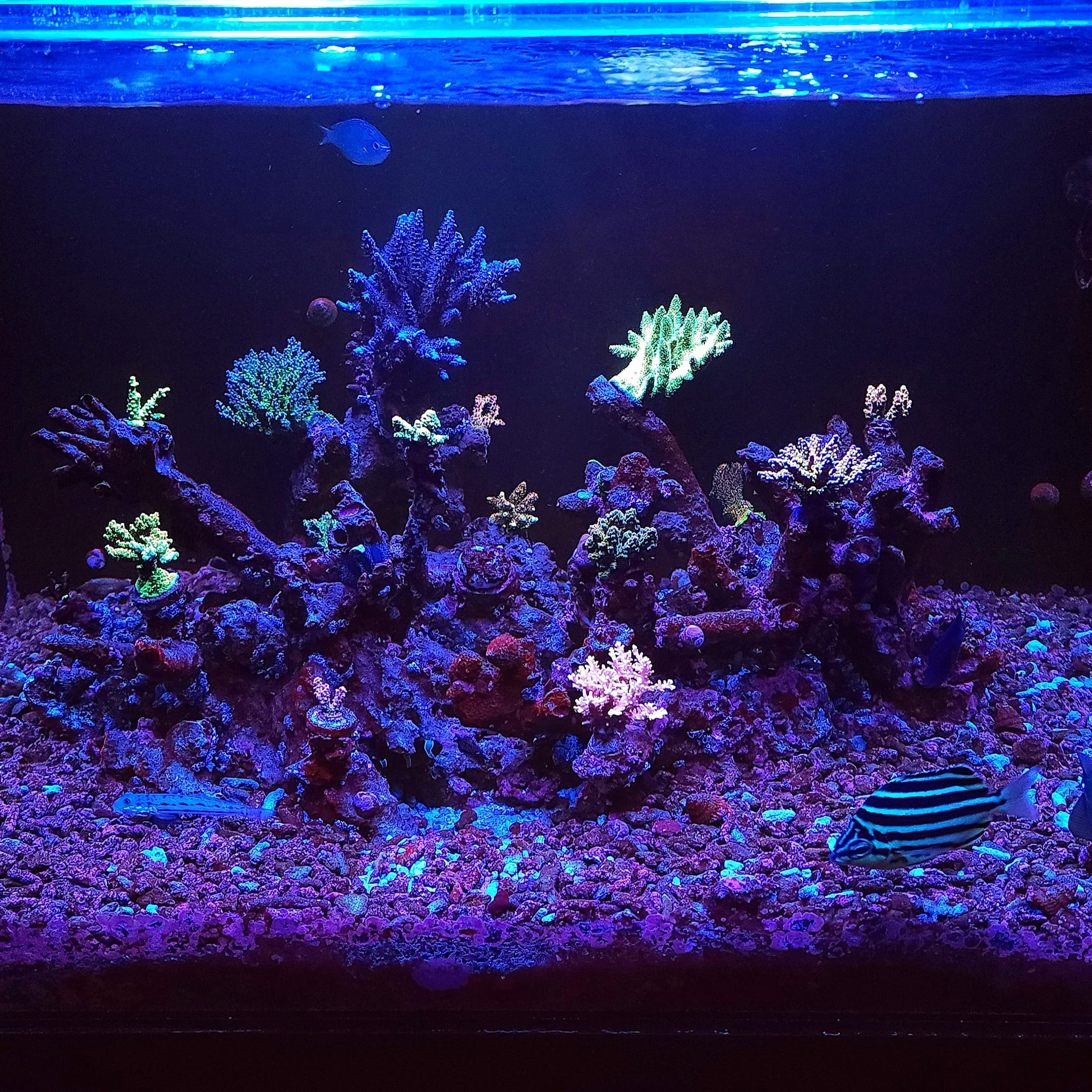 What Monti cap colors would complement a reef aquarium with WWC