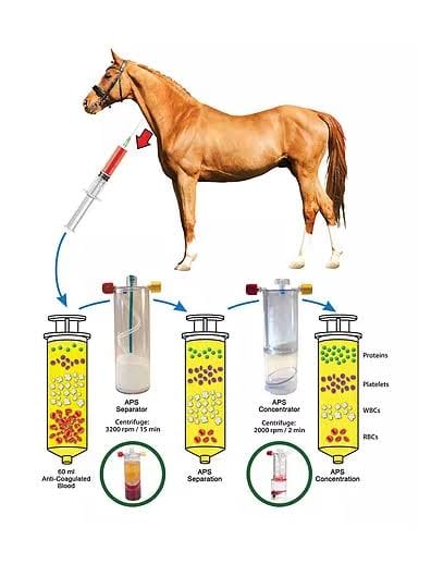 WHAT IS IRAP AND HOW CAN IT HELP MY... - Equinetendon.com
