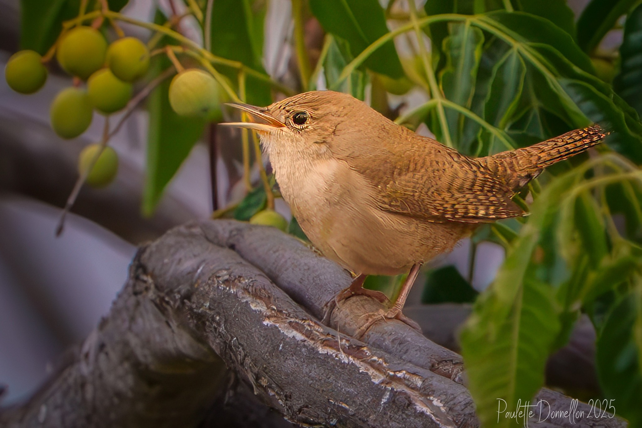 The Naturalist's - “This Northern House Wren was causing quite a ruckus ...