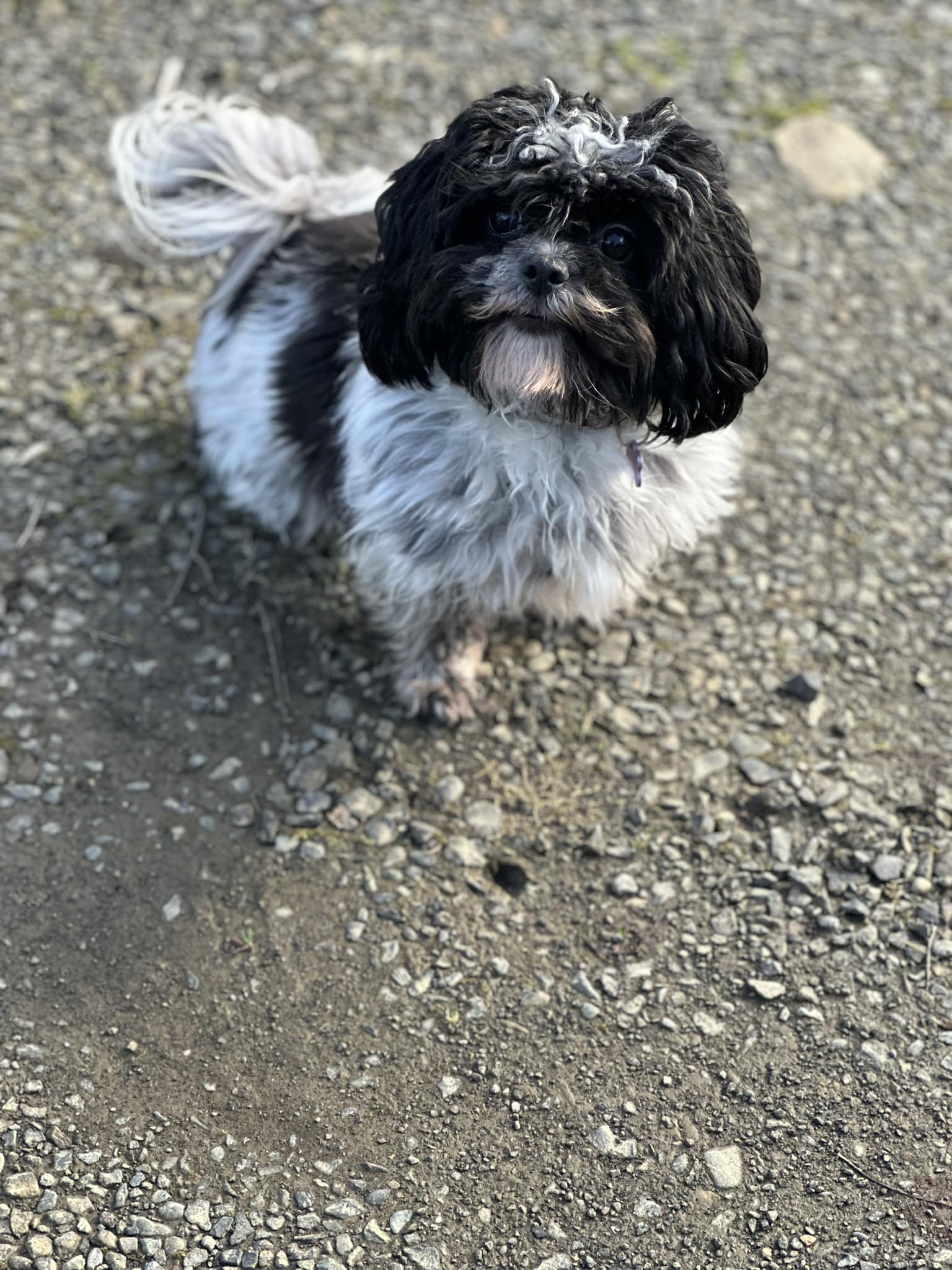 What to feed a picky Shih Tzu?