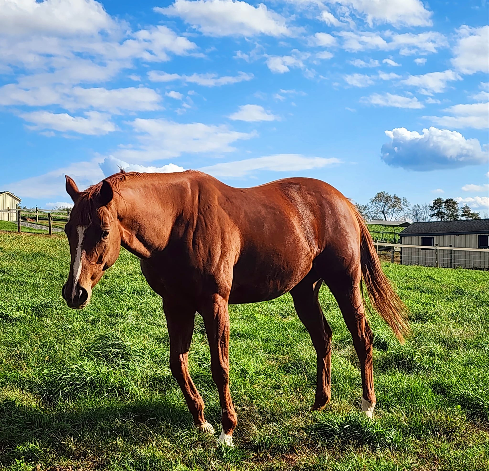 Our old horse, Marvella Nasty, living... - Bush Racing Stable