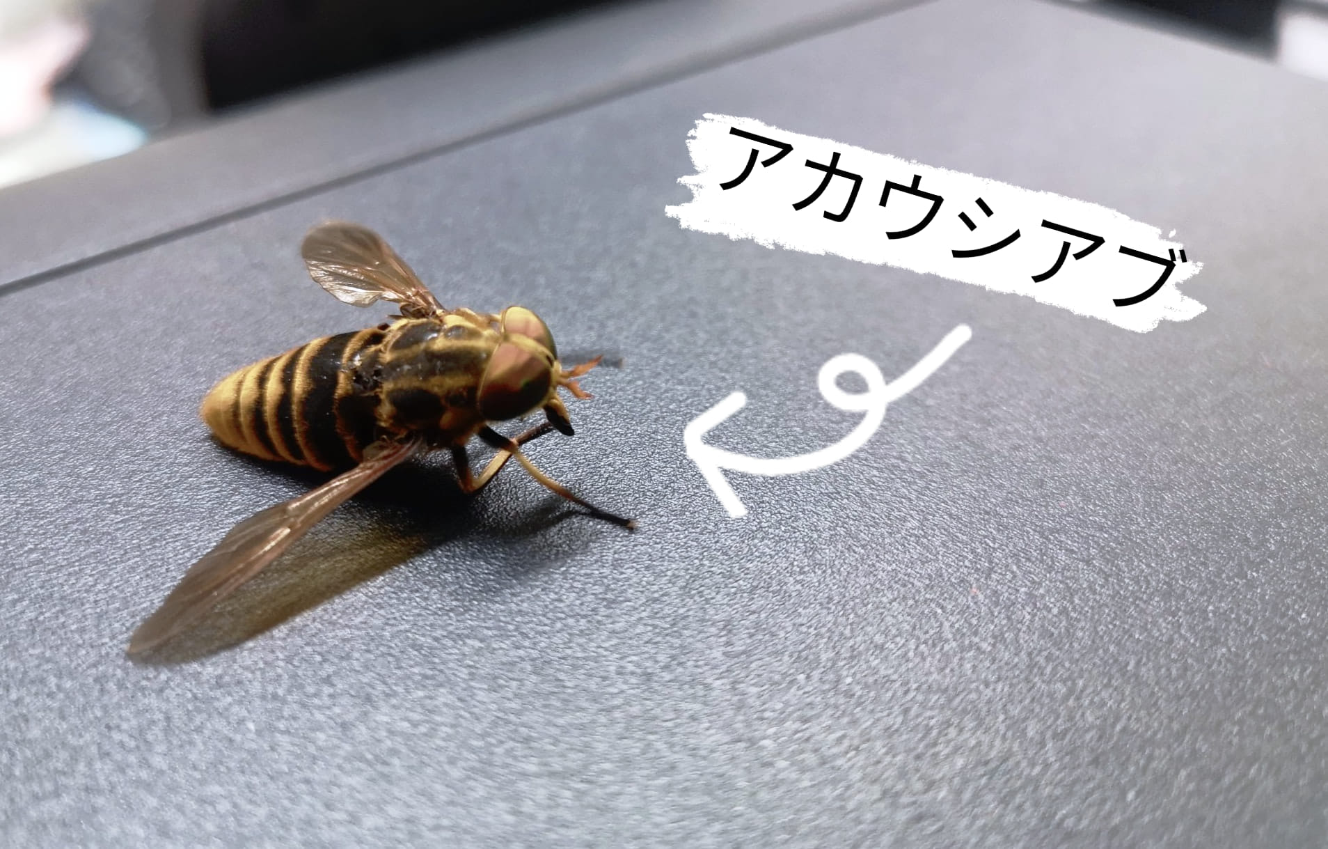 ブヨ 光に集まる