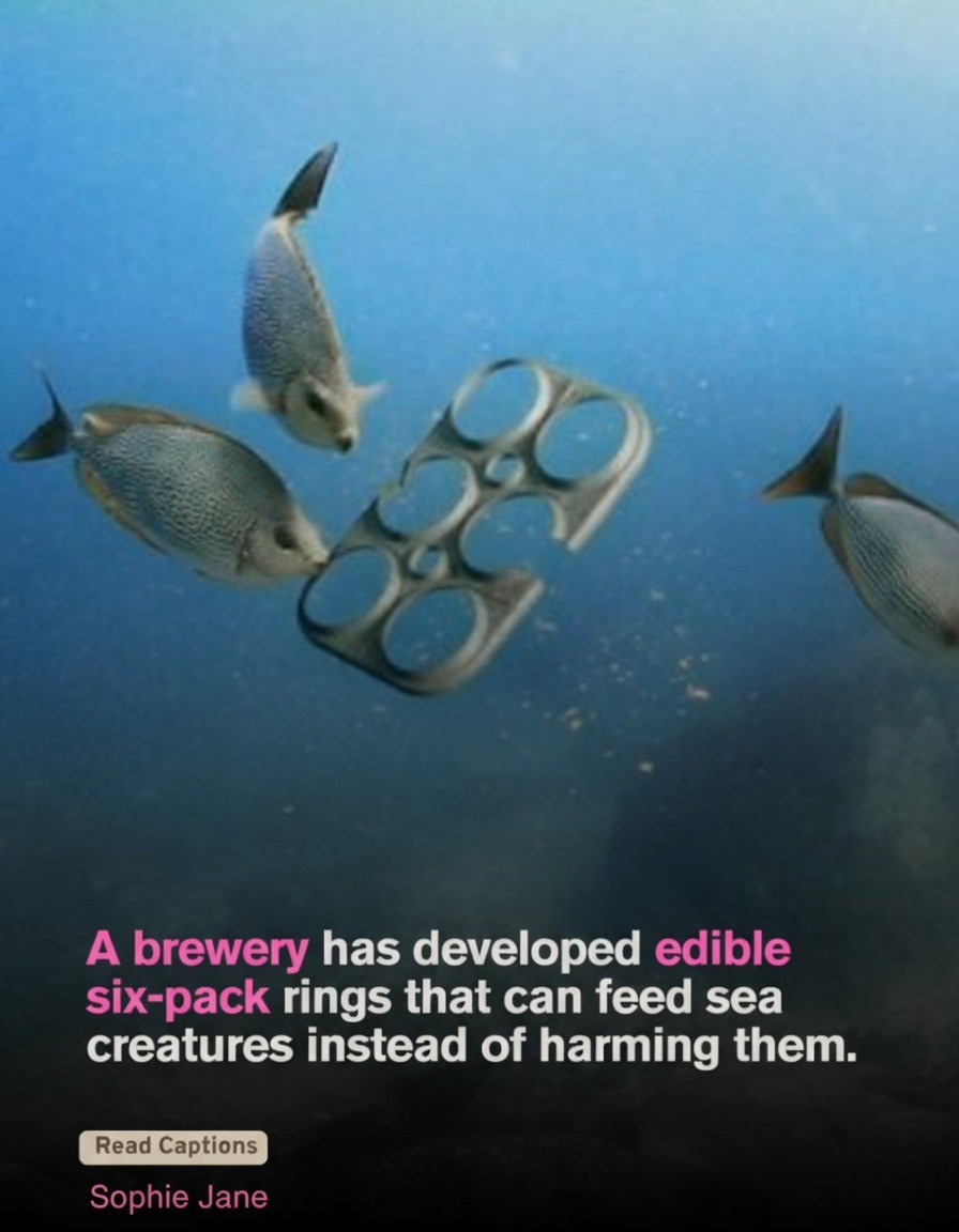 Sophie - Saltwater Brewery in Florida created E6PR, the world’s first ...