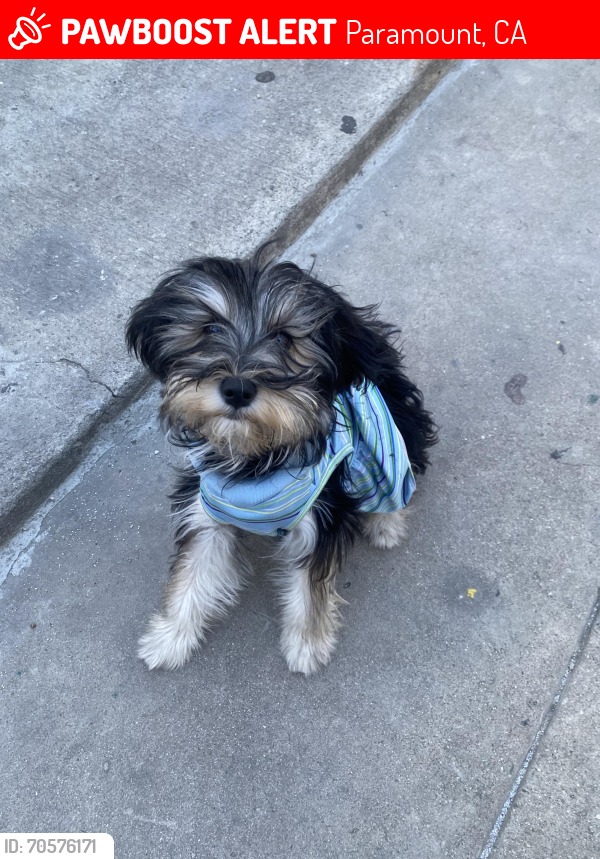 Miniature Schnauzers & Friends Rescue - UPDATE: Hershey was adopted 6 ...