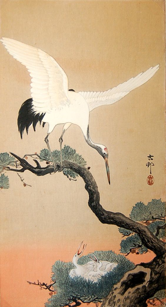 Eagle Perched on a Pine Branch