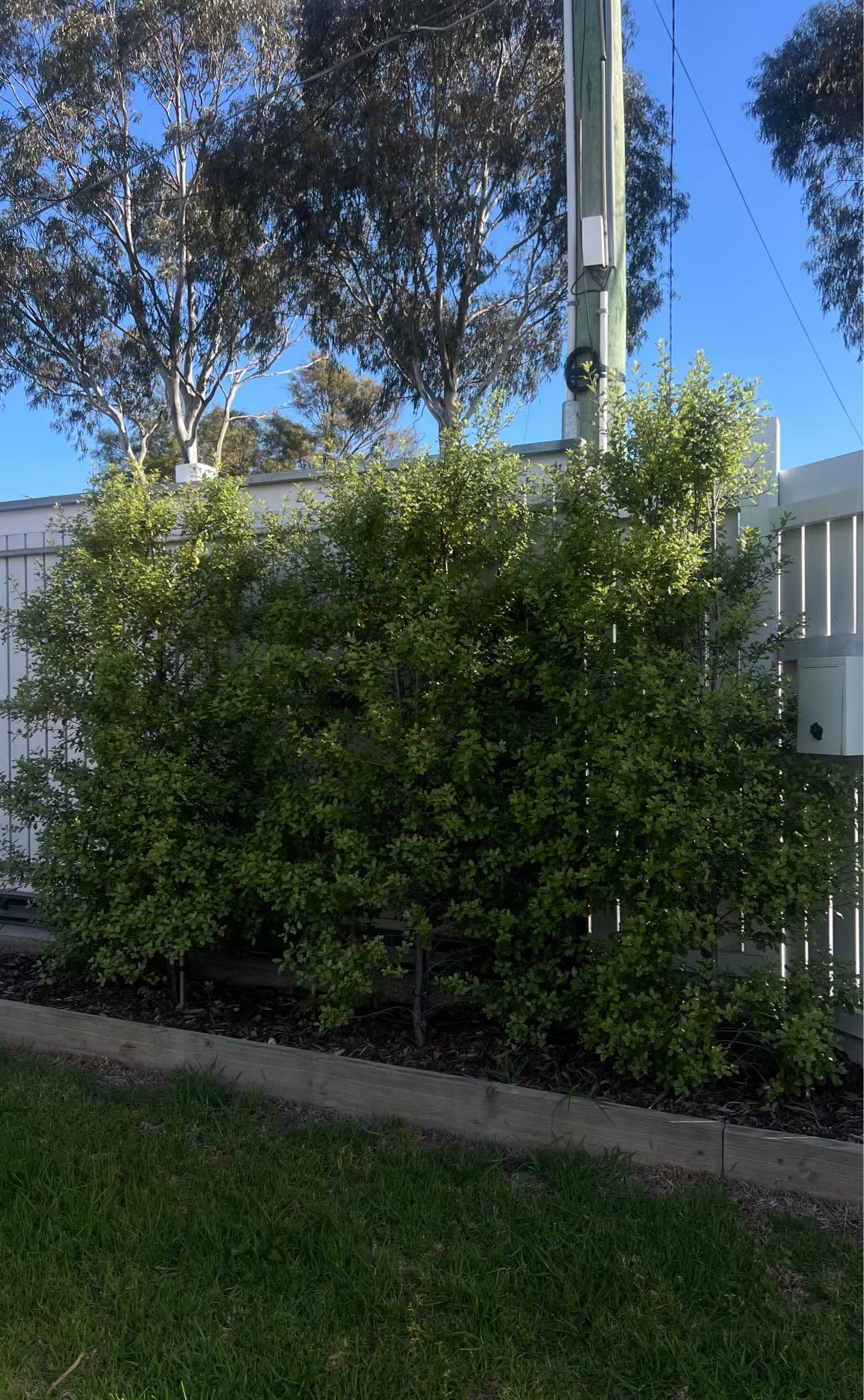 7 x Pittosporum Tenuifolium ‘Screenmaster’ – Established Hedging Plants ...