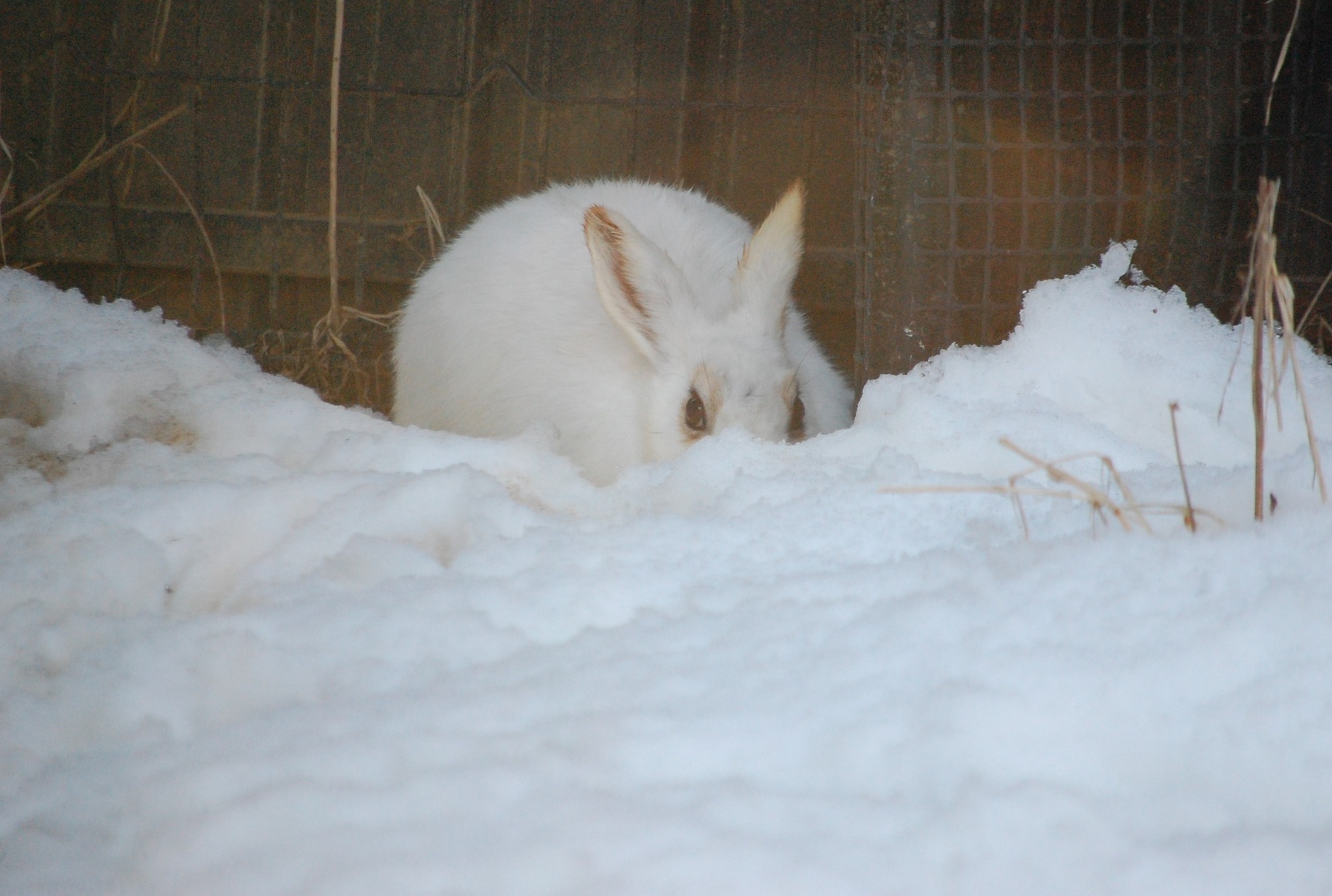 トウホクノウサギが、雪と化しています。 まだ真っ白の冬毛ですが